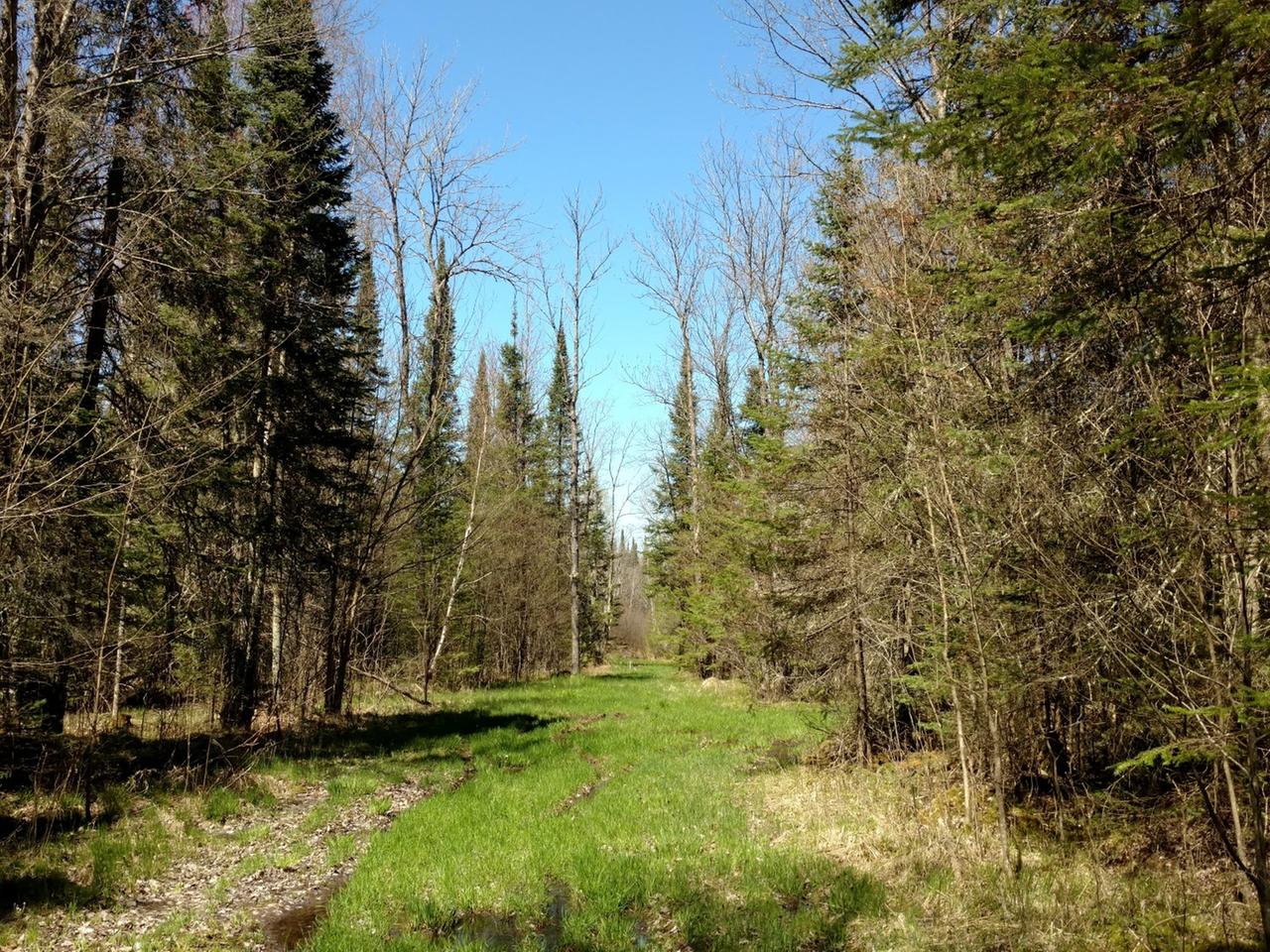 38-acres West Hackett Road Prentice, WI 54556 - Photo 8 of 12 Gallery Image 8
