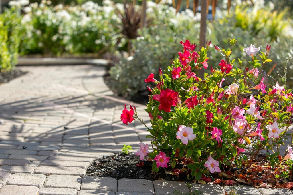 7060 Sitio Caliente Carlsbad, CA 92009 - Photo 7 of 39 a view of a flower in a yard