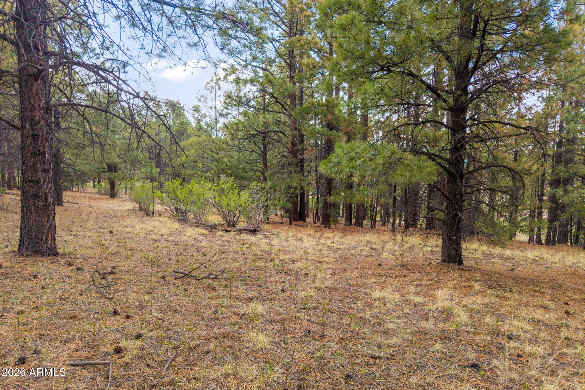 37 North 1330th, Unit 19 Greer, AZ 85927 - Photo 4 of 38 a view of a yard with trees
