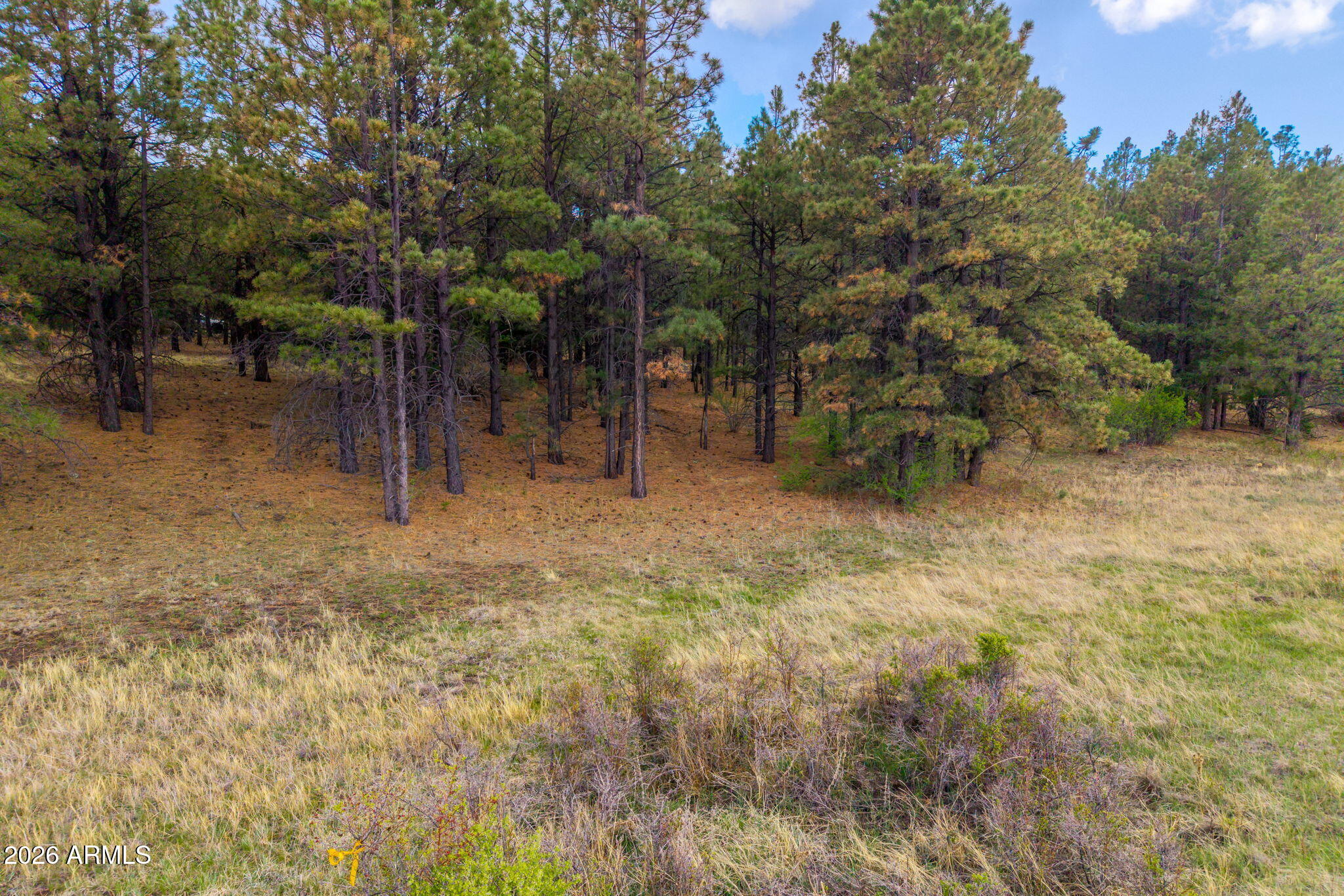 37 North 1330th, Unit 19 Greer, AZ 85927 - Photo 5 of 38 a view of backyard with trees