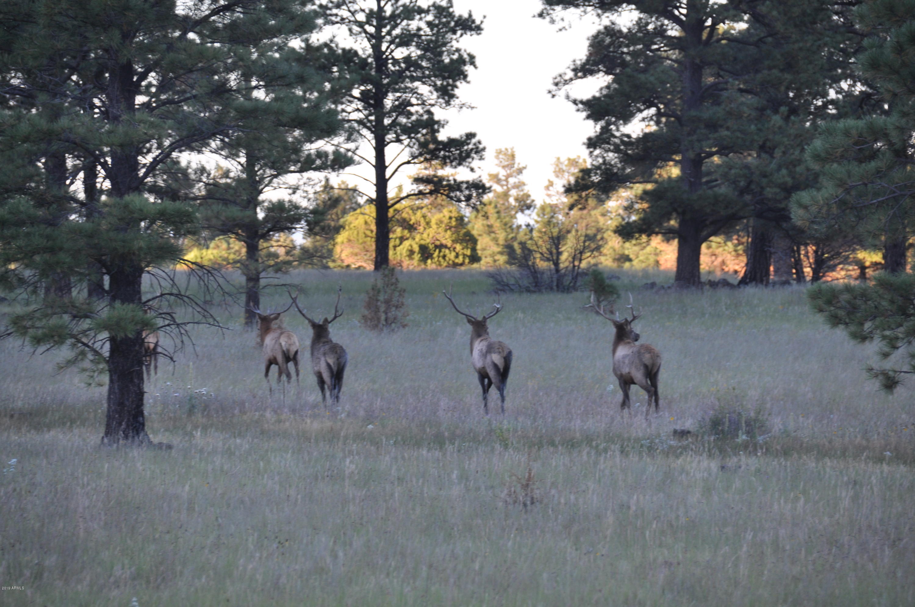 37 North Crn 1330 Road, Unit 19 Greer, AZ 85927 - Photo 6 of 13 a view of a yard with a tree