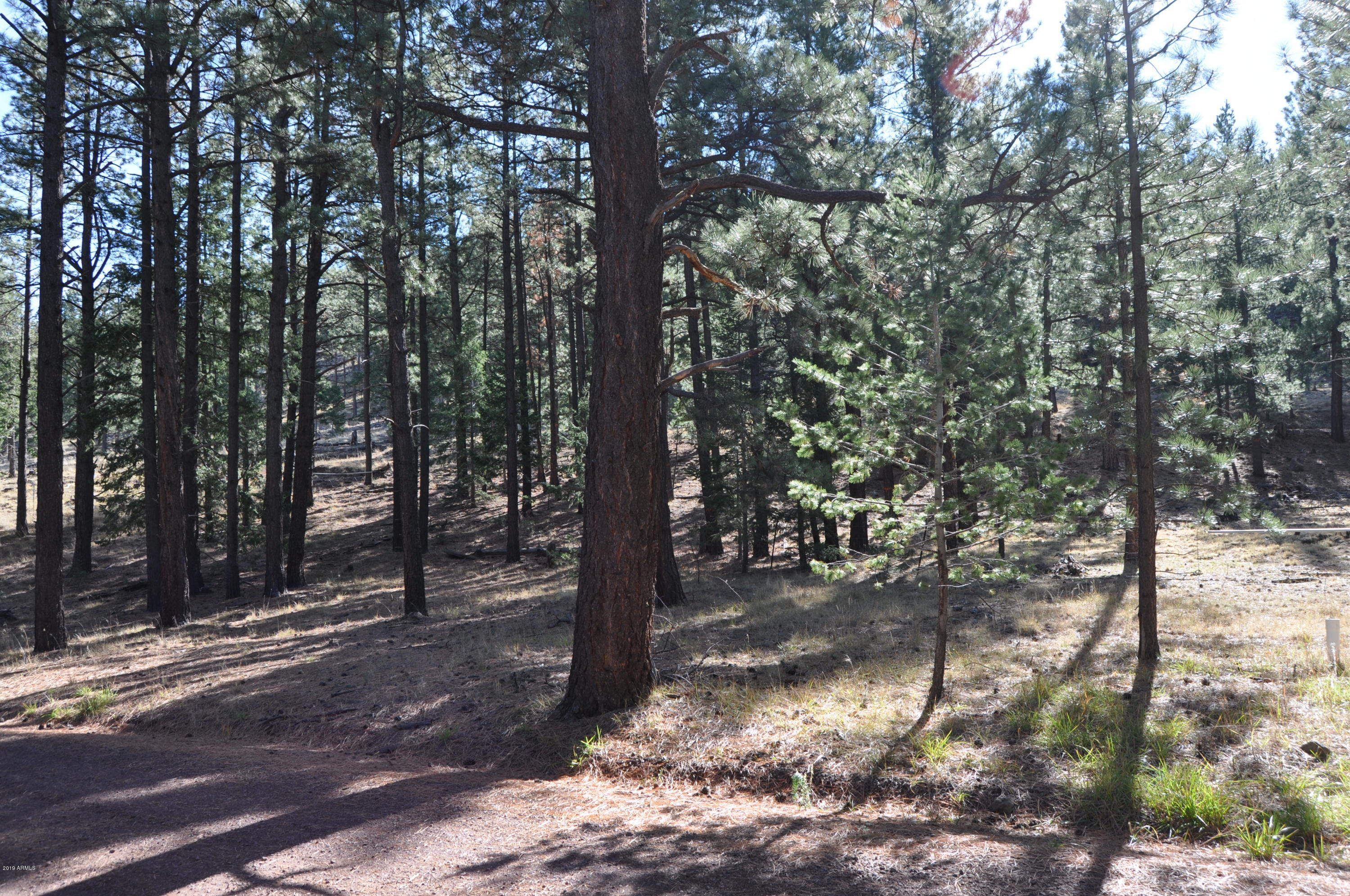 37 North 1330th, Unit 19 Greer, AZ 85927 - Photo 7 of 38 a view of a forest with trees
