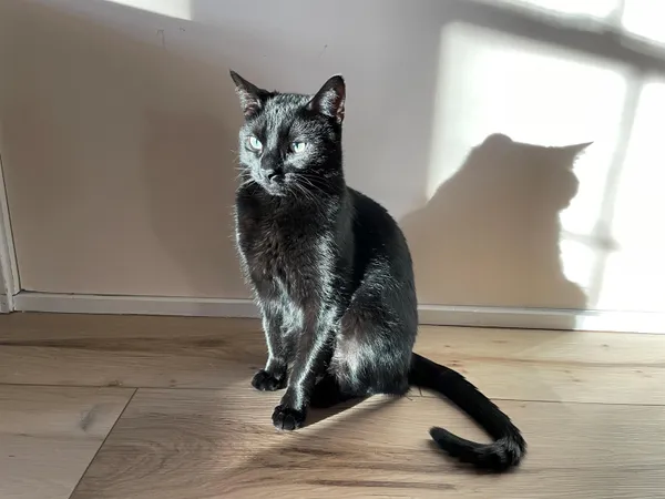 $1,602 | 30 Hanover Street, Unit 305, Manchester, NH 03101