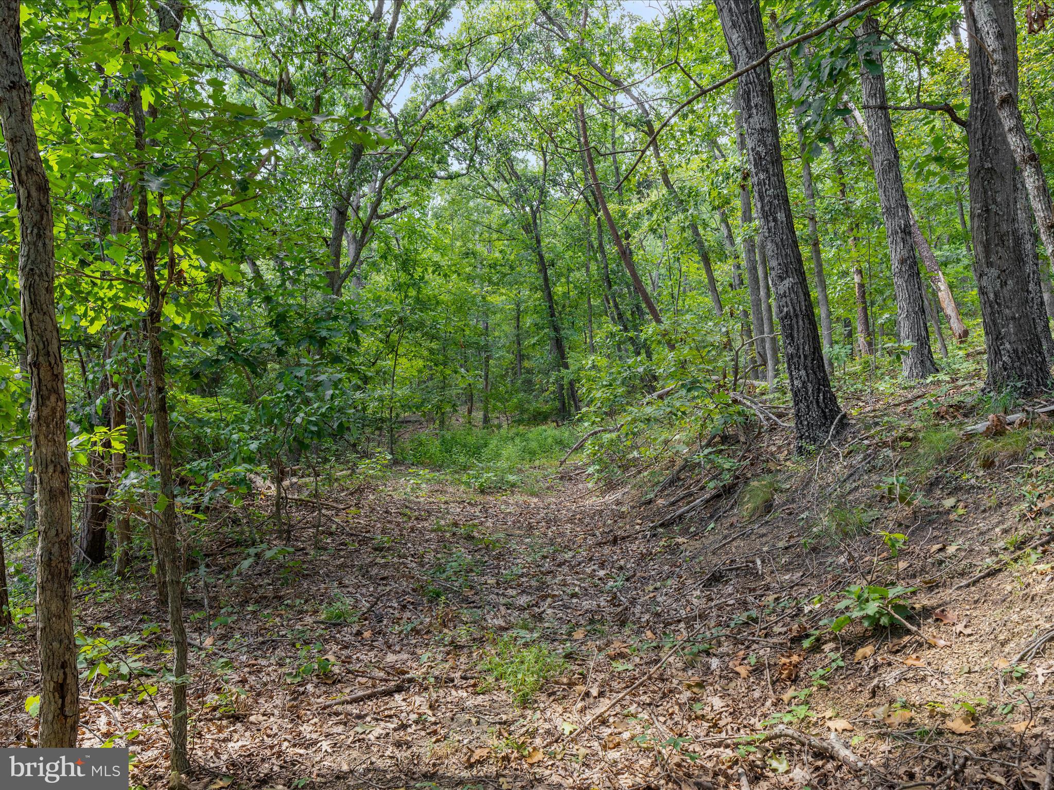 0 Fort Valley Road Luray, VA 22835 - Photo 13 of 18 a view of a forest with trees
