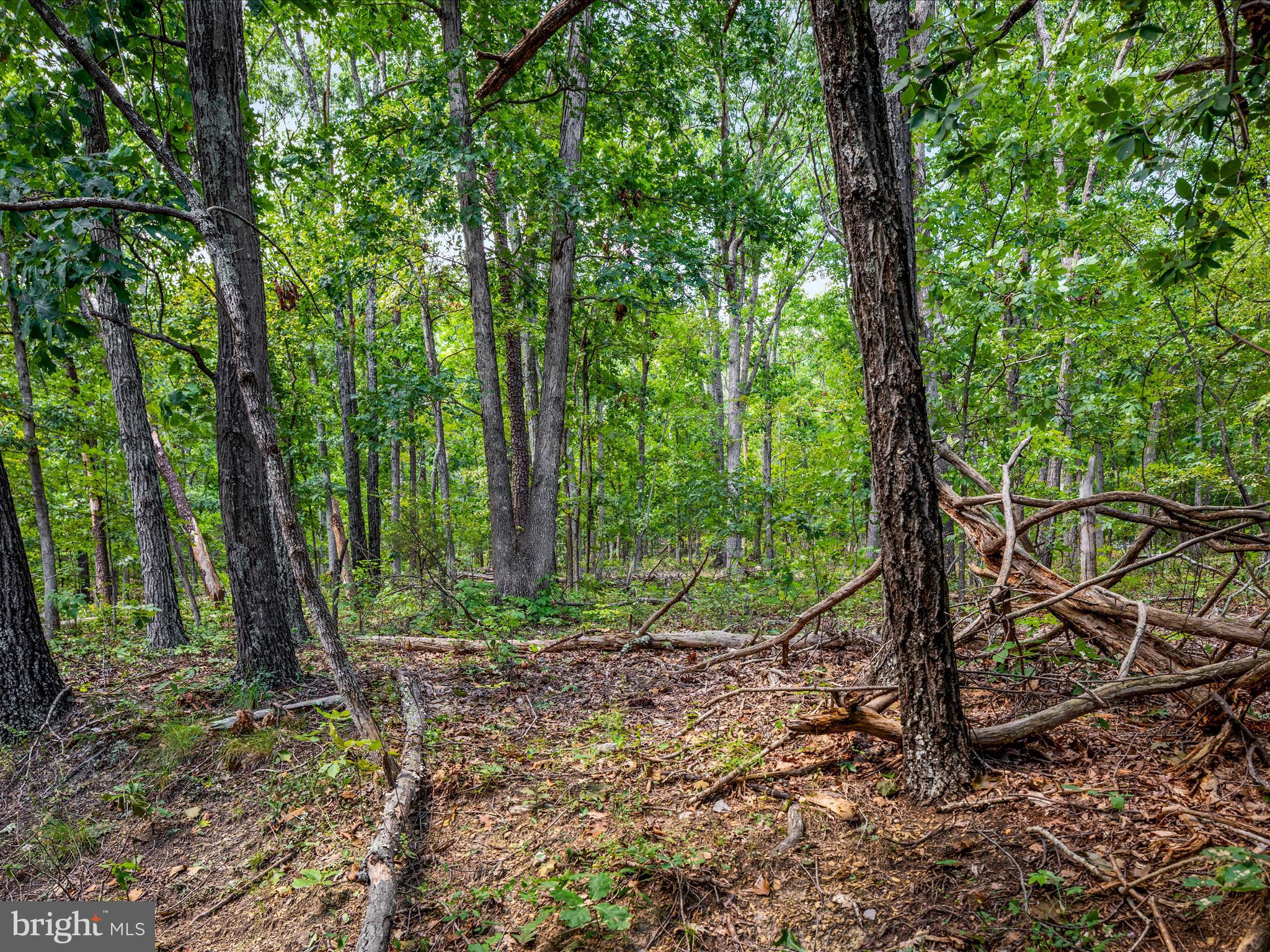 0 Fort Valley Road Luray, VA 22835 - Photo 15 of 18 a view of a forest with trees