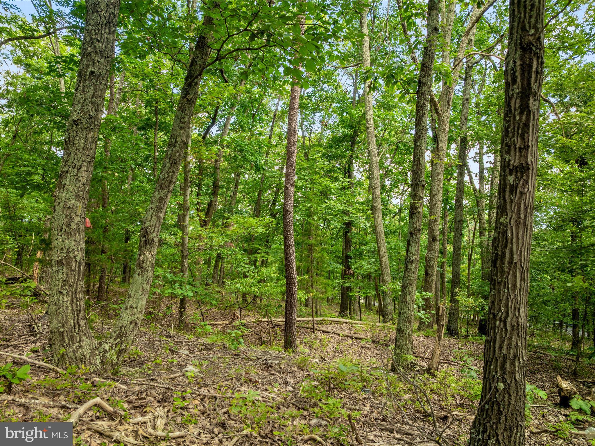 0 Fort Valley Road Luray, VA 22835 - Photo 17 of 18 a view of outdoor space and trees