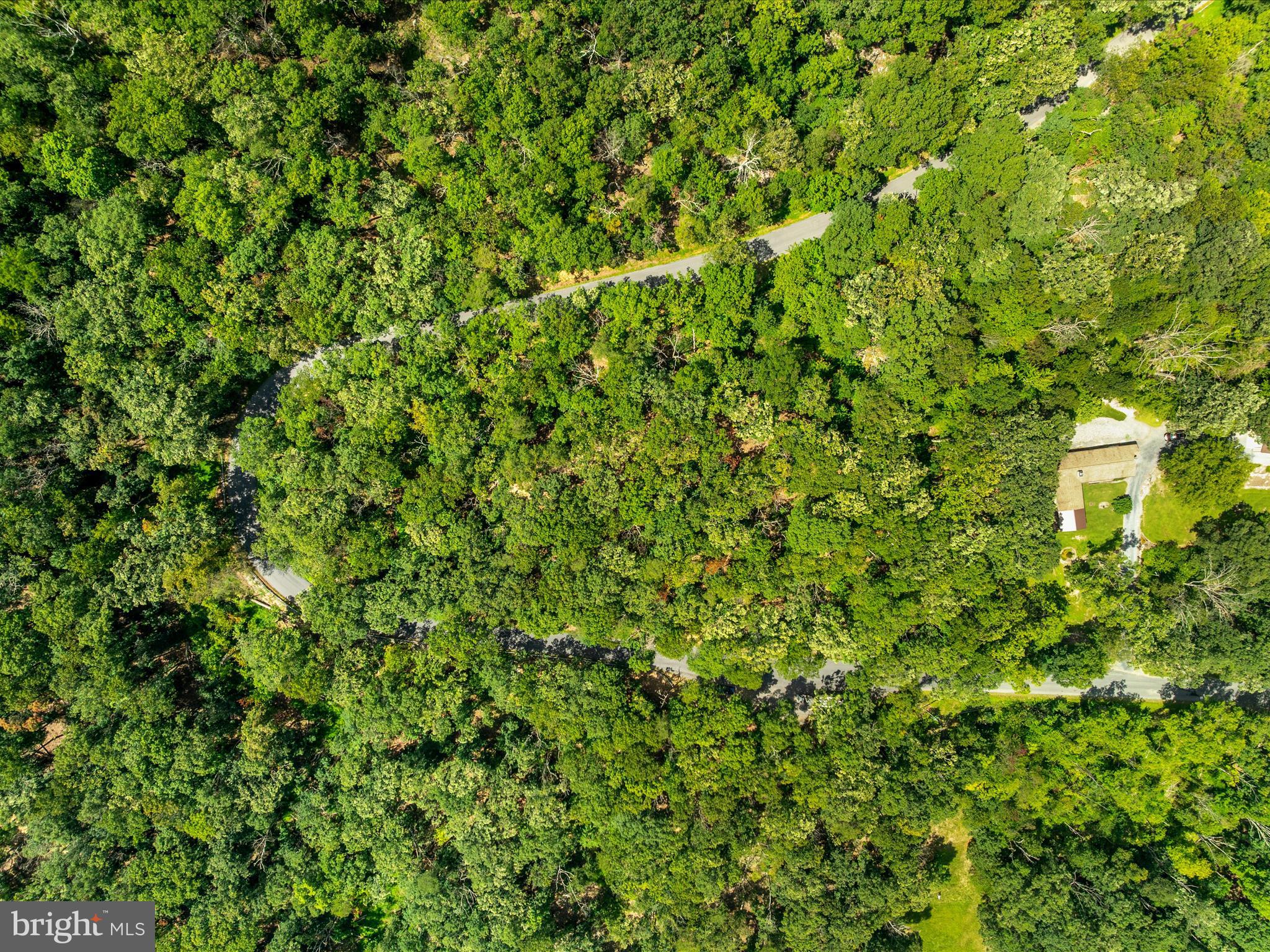 0 Fort Valley Road Luray, VA 22835 - Photo 18 of 18 a view of a lush green forest