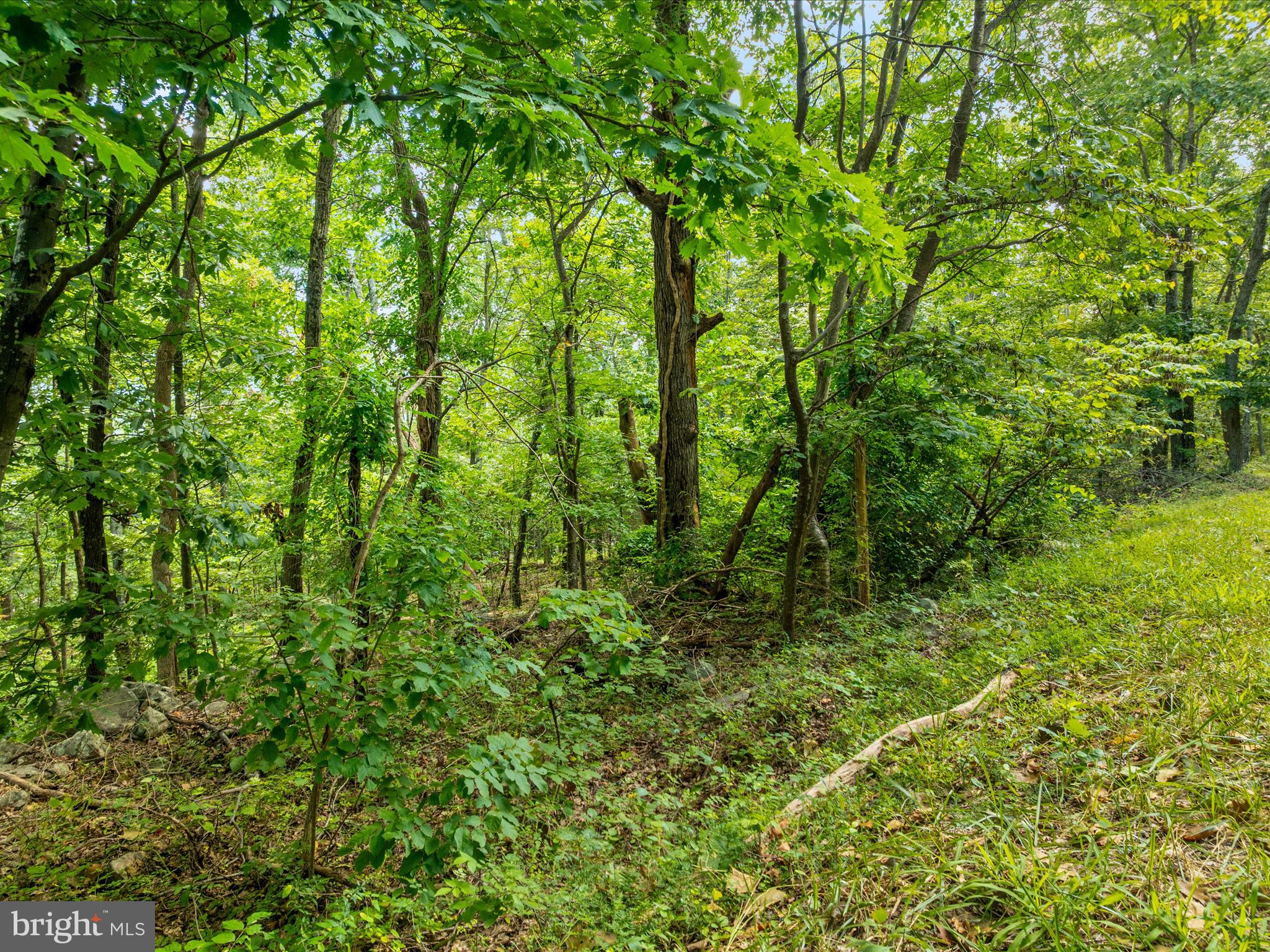 0 Fort Valley Road Luray, VA 22835 - Photo 6 of 18 a view of a yard