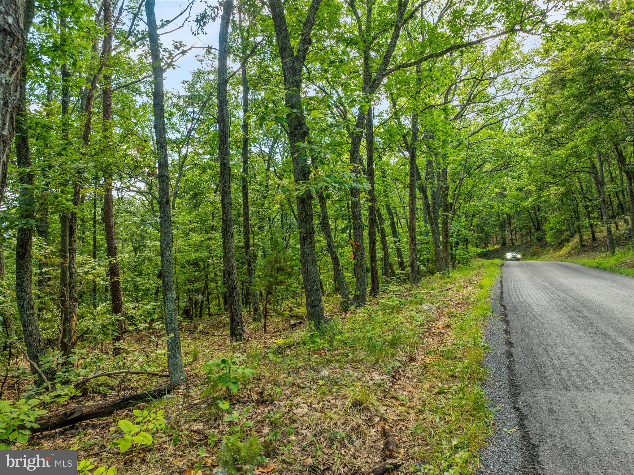 0 Fort Valley Road Luray, VA 22835 - Photo 7 of 18 a large yard with lots of green space and trees
