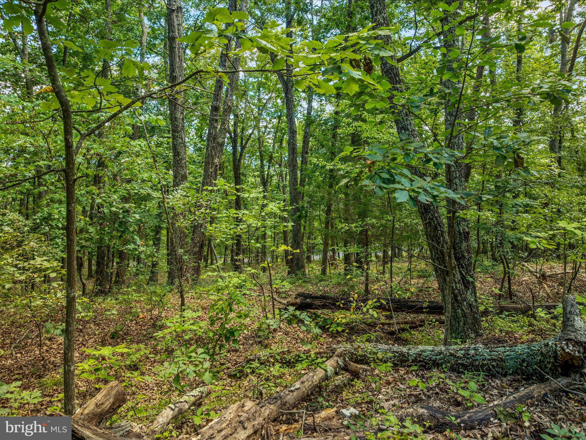 0 Fort Valley Road Luray, VA 22835 - Photo 8 of 18 a view of a garden