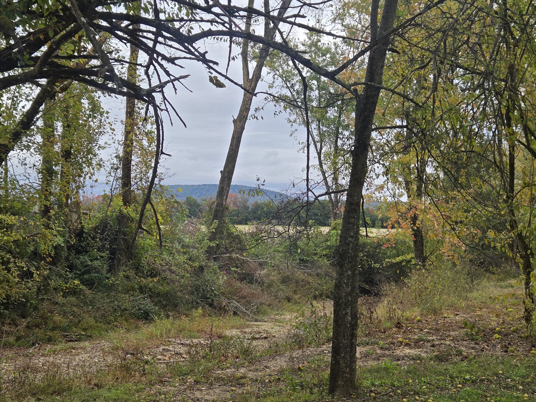 774 Sherrell Road Hillsboro, TN 37342 - Photo 17 of 70 a view of a forest