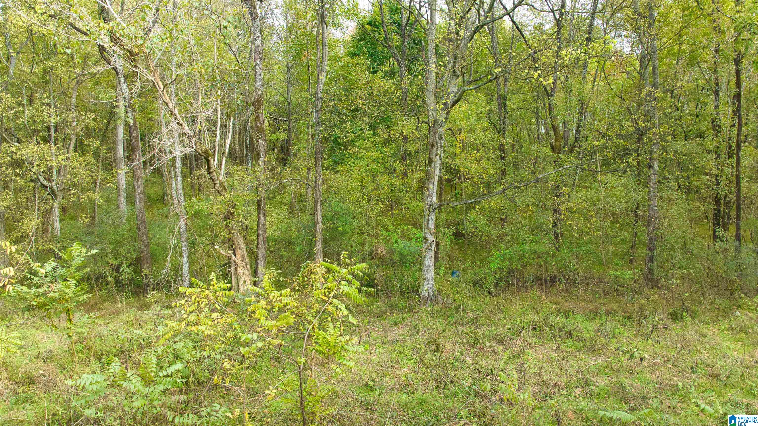 0 South Love Branch Road Toney, AL 35773 - Photo 15 of 26
