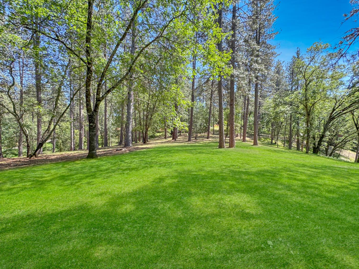 1795 Volley Road Meadow Vista, CA 95722 - Photo 30 of 34 a garden view with trees