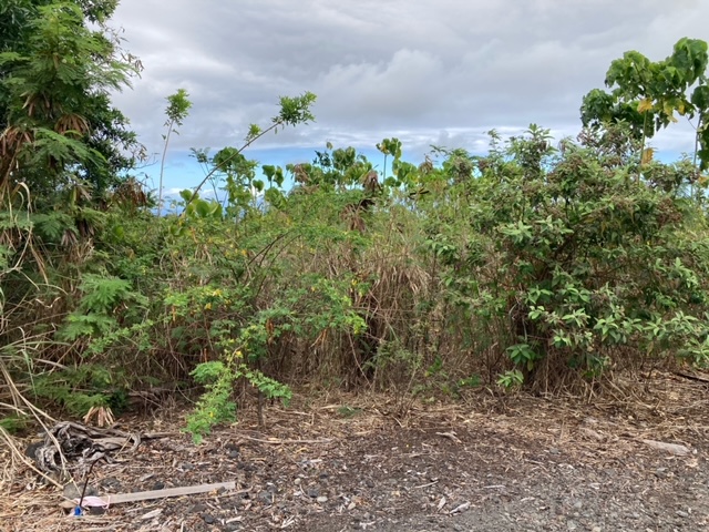 94-5770 Lot 707 Hune Kai Street Naalehu, HI 96772 - Photo 6 of 13 a picture of plants