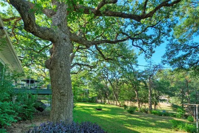 a view of a trees with a yard