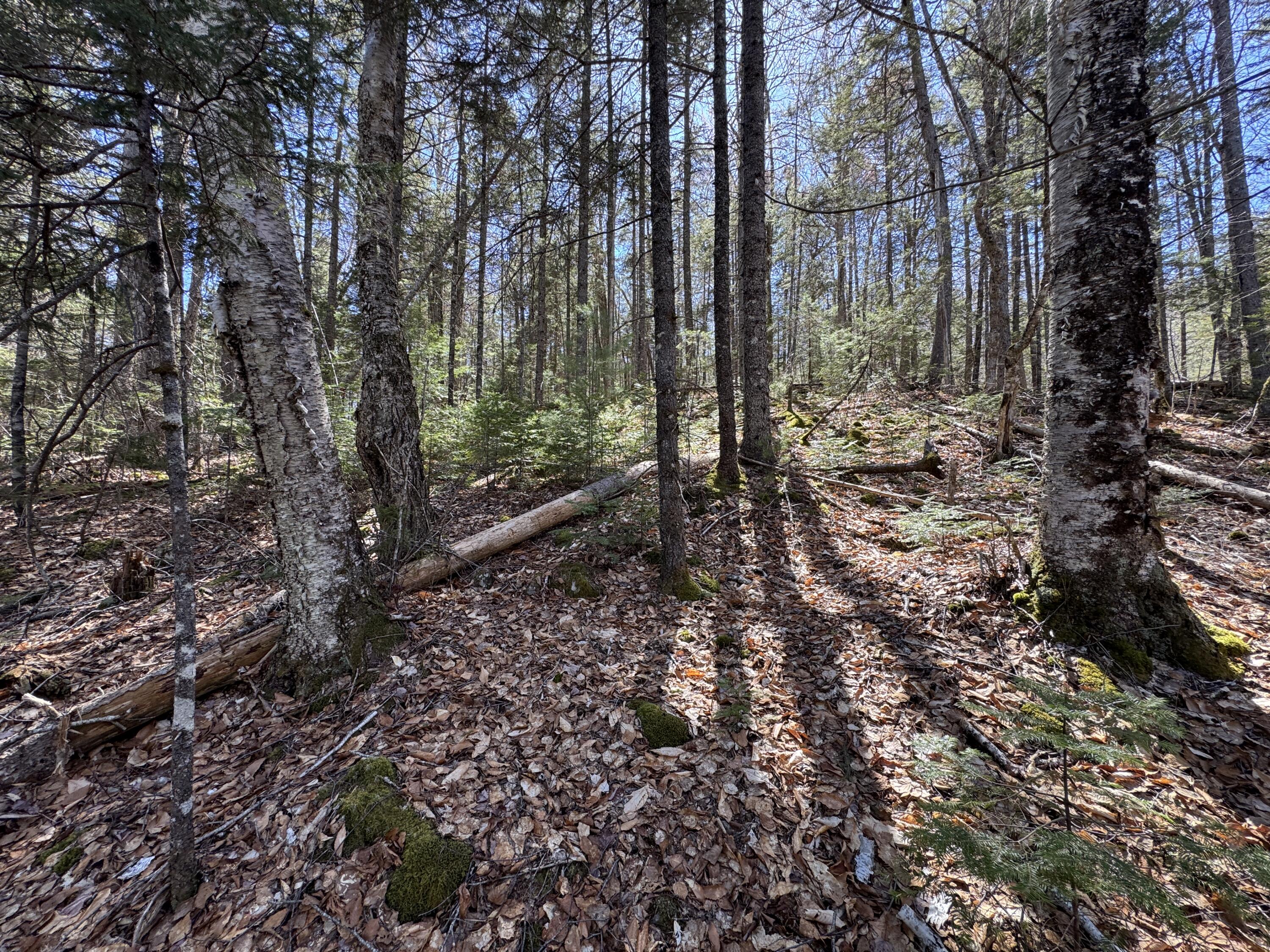 Lot 117 North Long Lake Road Wesley, ME 04686 - Photo 12 of 31 IMG_0417