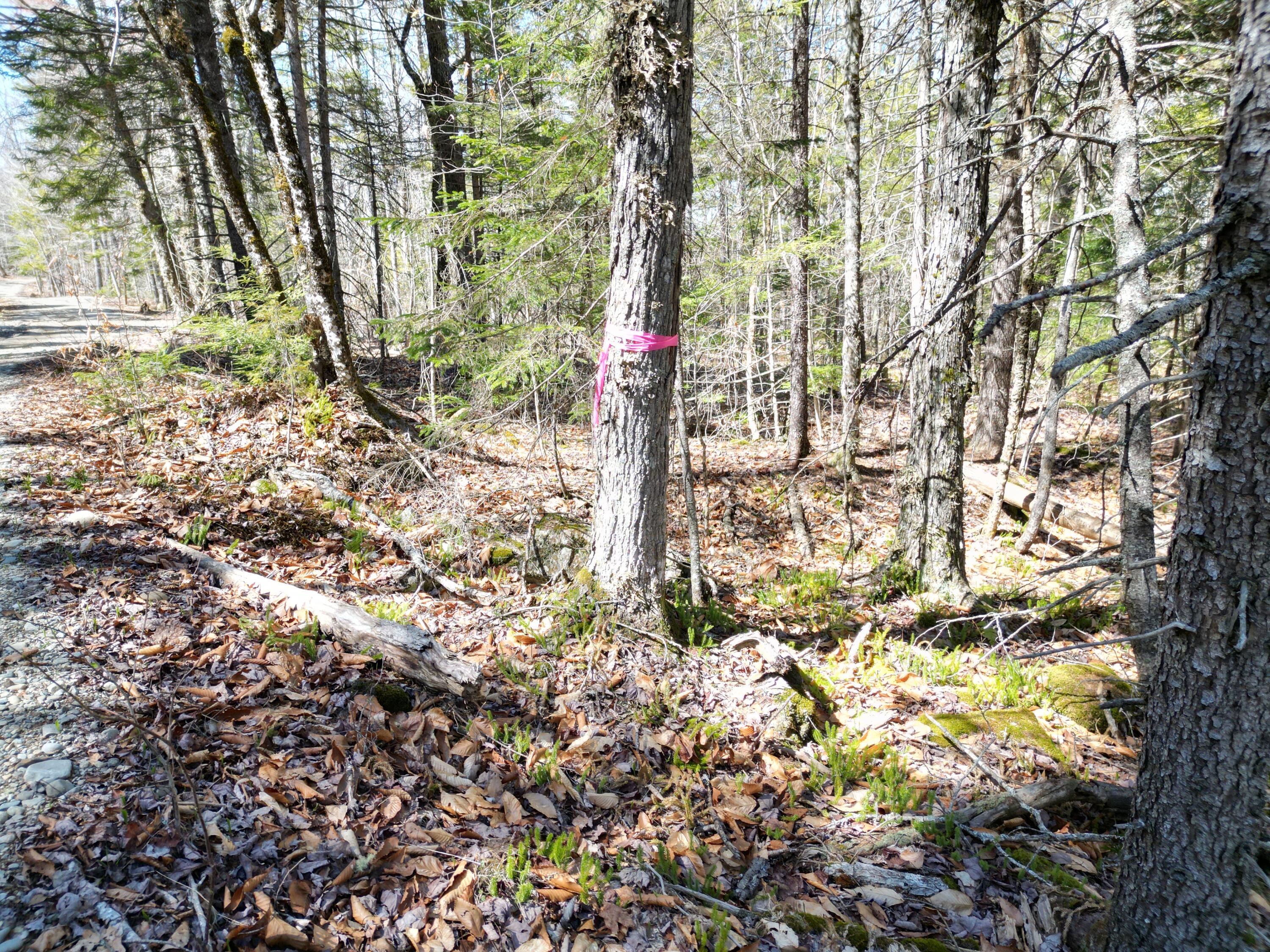 Lot 117 North Long Lake Road Wesley, ME 04686 - Photo 13 of 31 DJI_0163