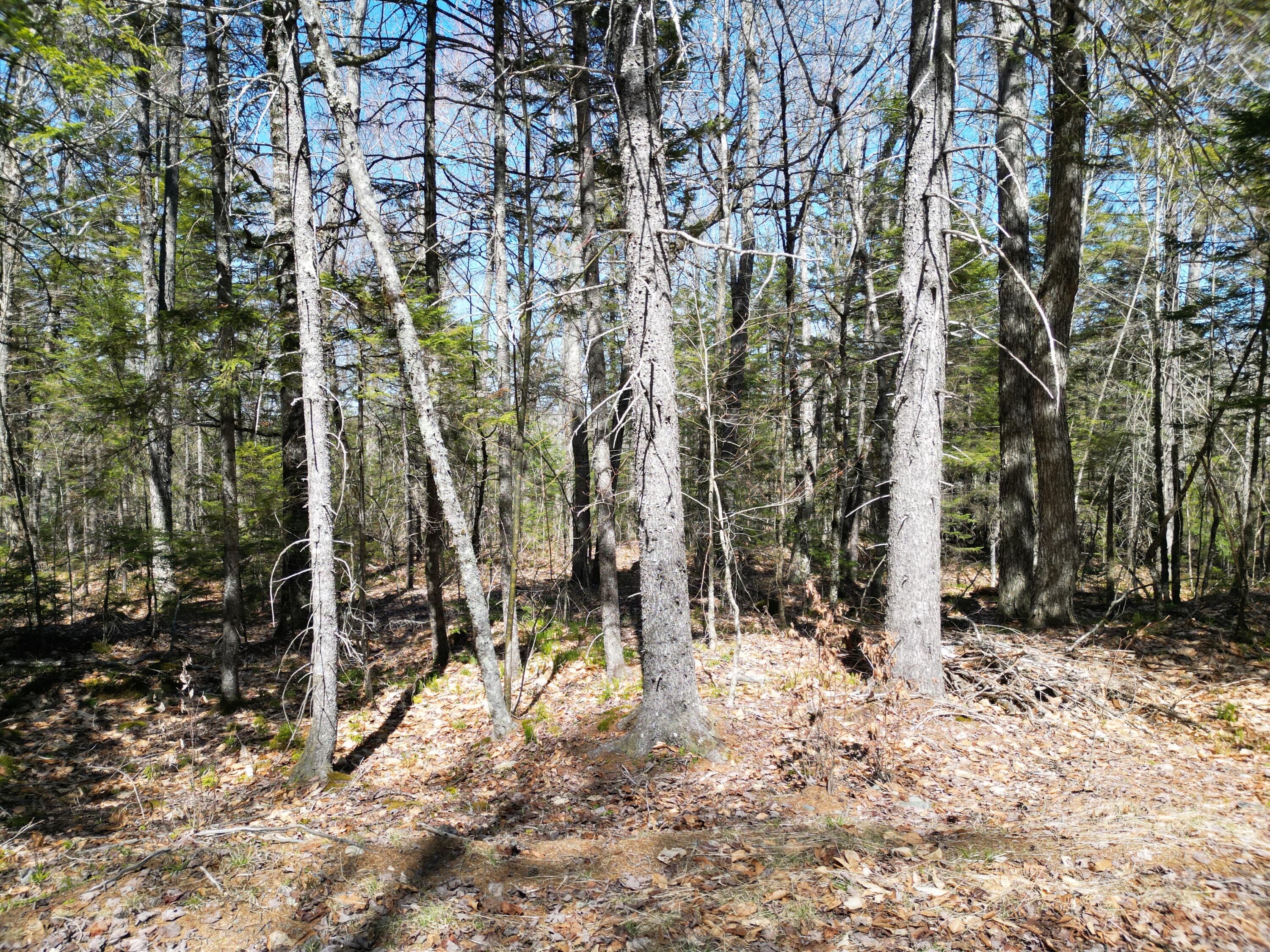 Lot 117 North Long Lake Road Wesley, ME 04686 - Photo 14 of 31 DJI_0165