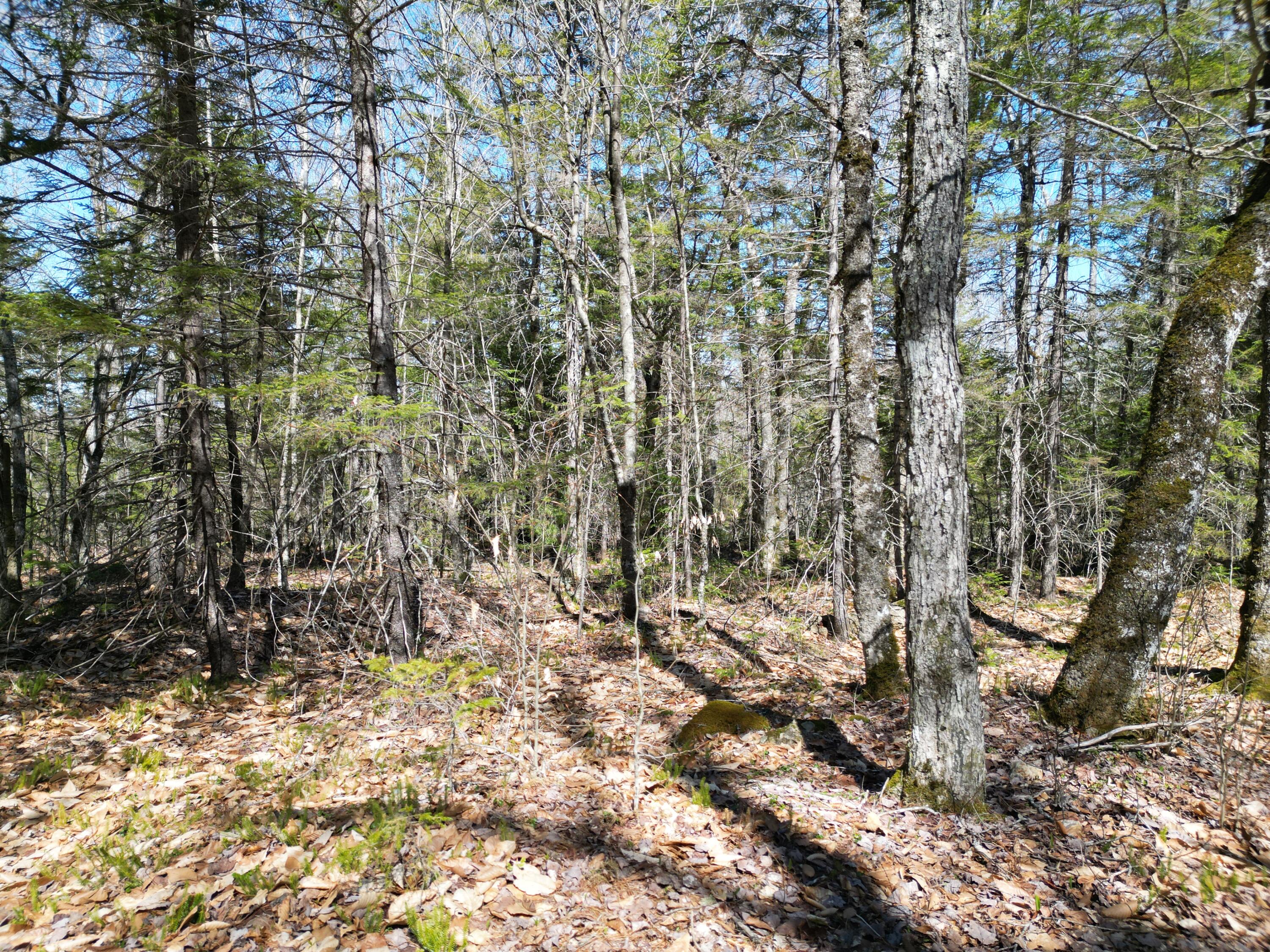 Lot 117 North Long Lake Road Wesley, ME 04686 - Photo 15 of 31 DJI_0166
