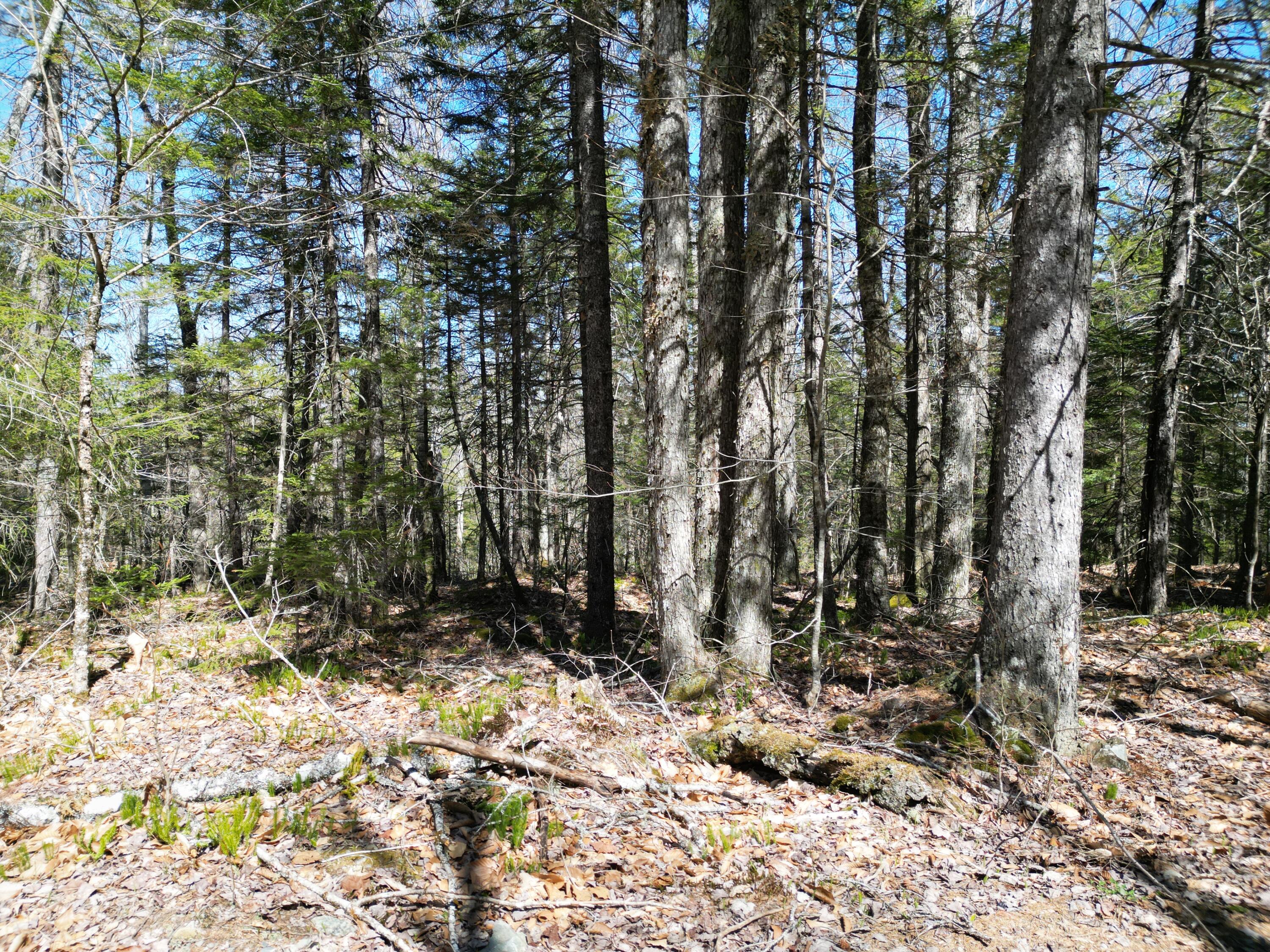 Lot 117 North Long Lake Road Wesley, ME 04686 - Photo 17 of 31 DJI_0167
