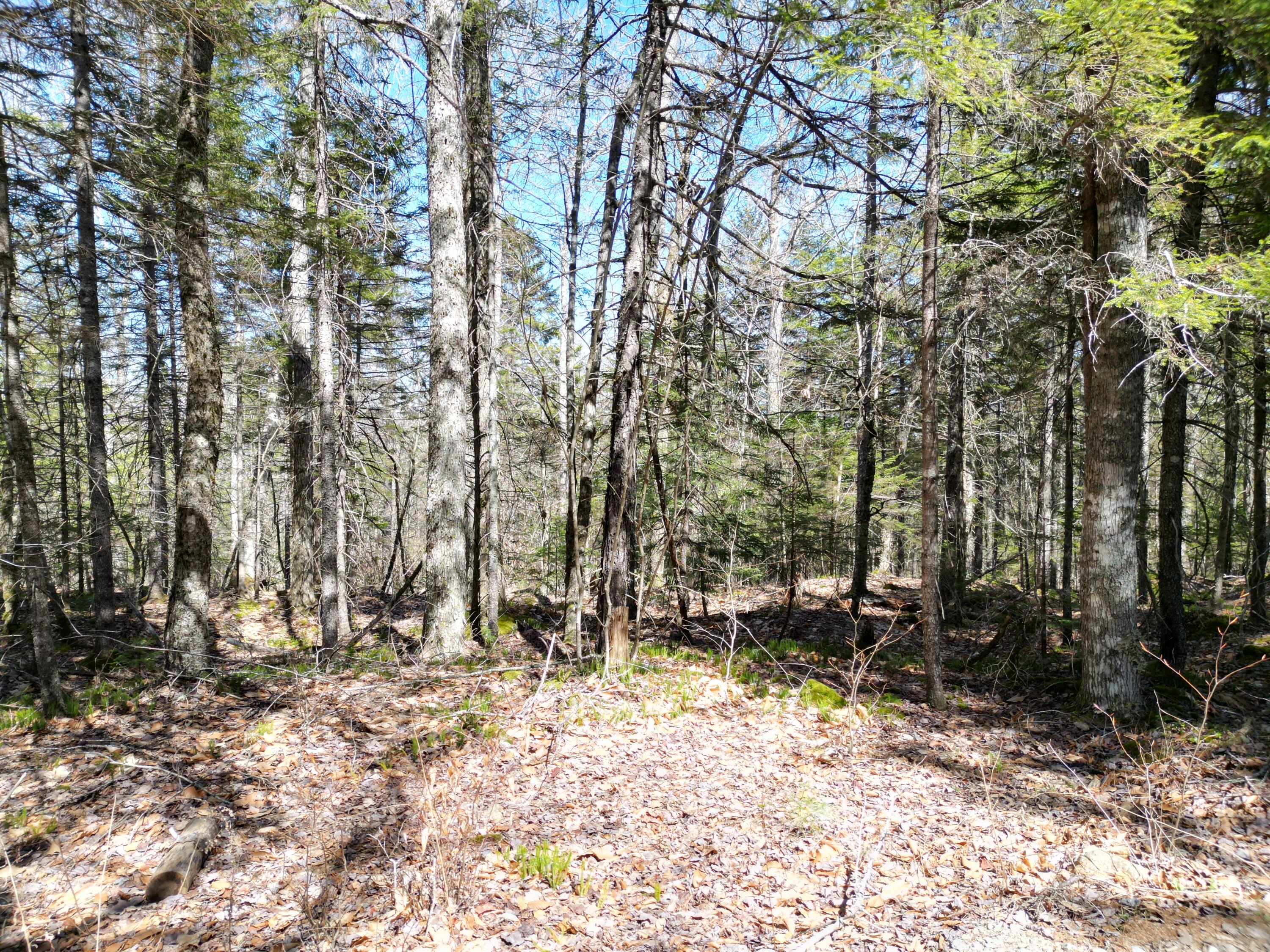 Lot 117 North Long Lake Road Wesley, ME 04686 - Photo 18 of 31 DJI_0168
