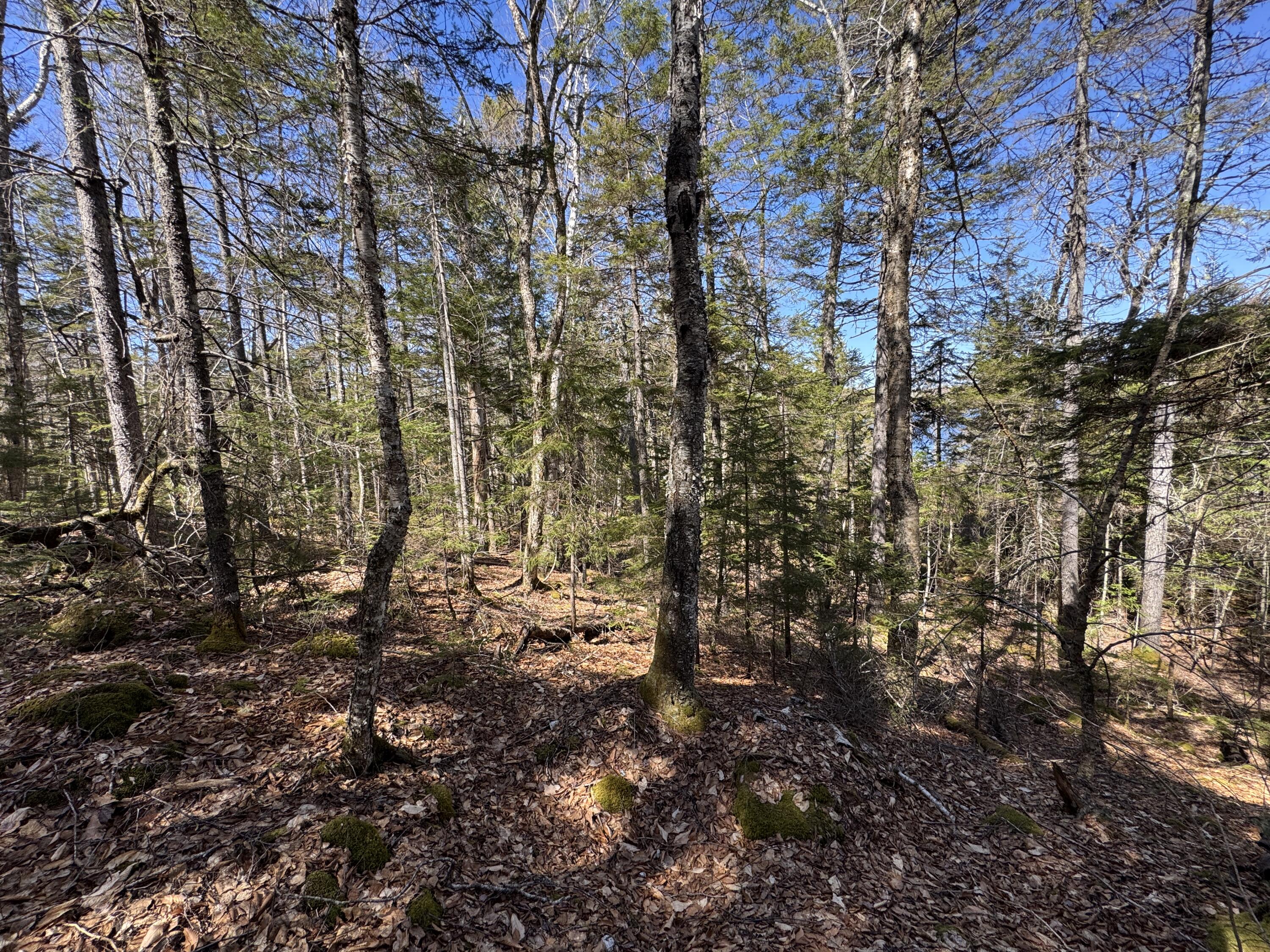 Lot 117 North Long Lake Road Wesley, ME 04686 - Photo 30 of 31 IMG_0418