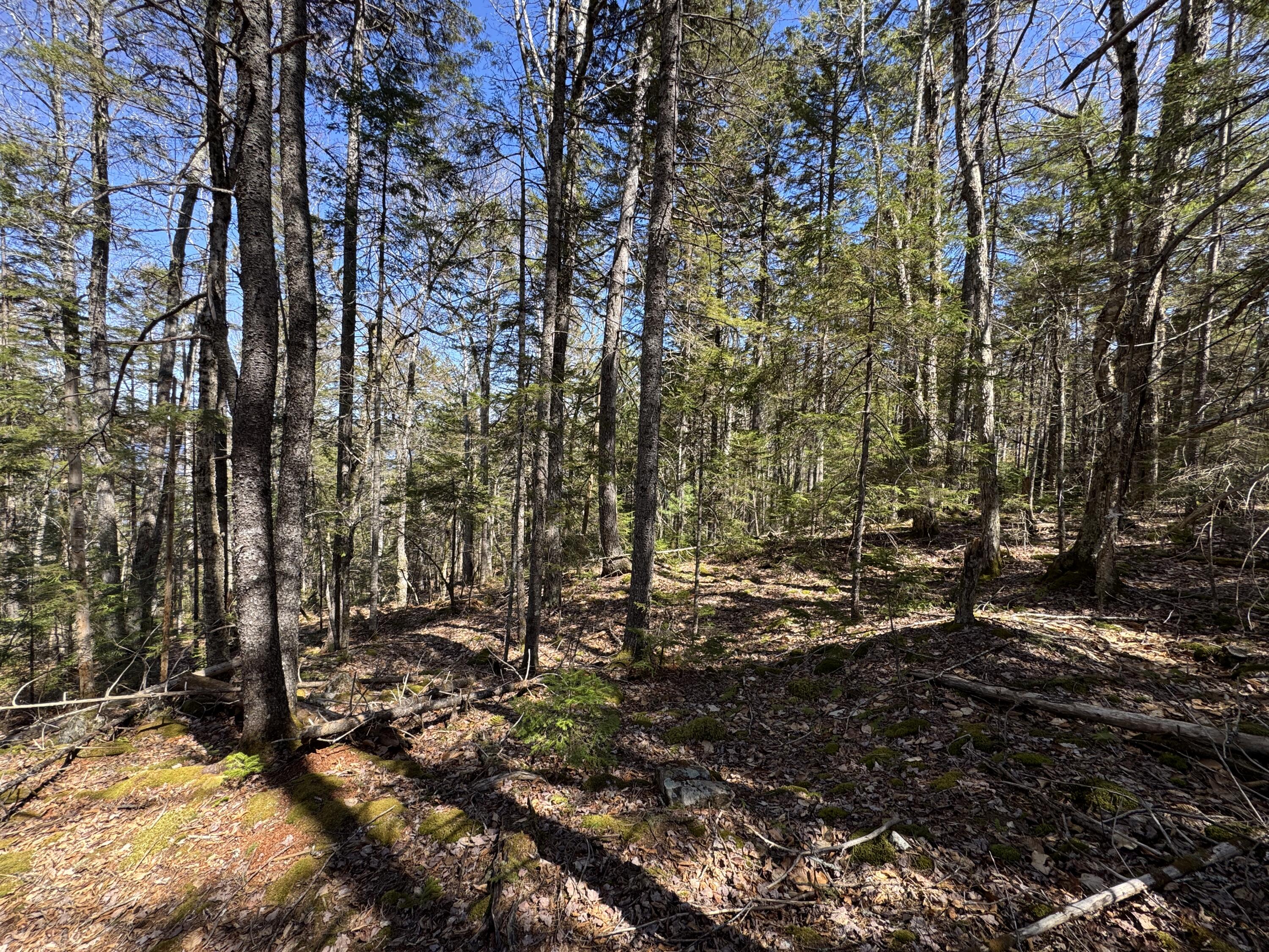 Lot 117 North Long Lake Road Wesley, ME 04686 - Photo 6 of 31 IMG_0414
