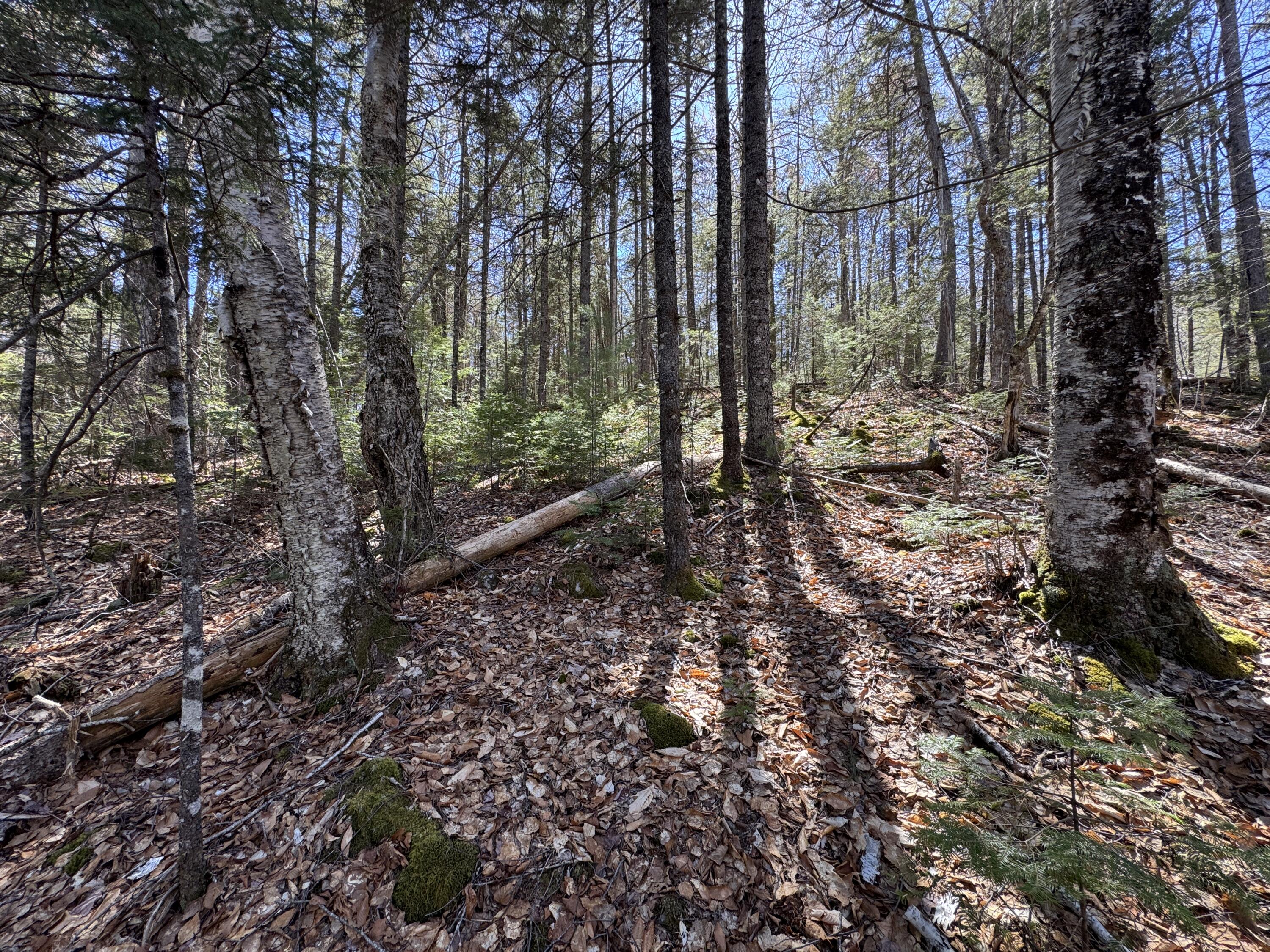 Lot 117 North Long Lake Road Wesley, ME 04686 - Photo 8 of 31 IMG_0416