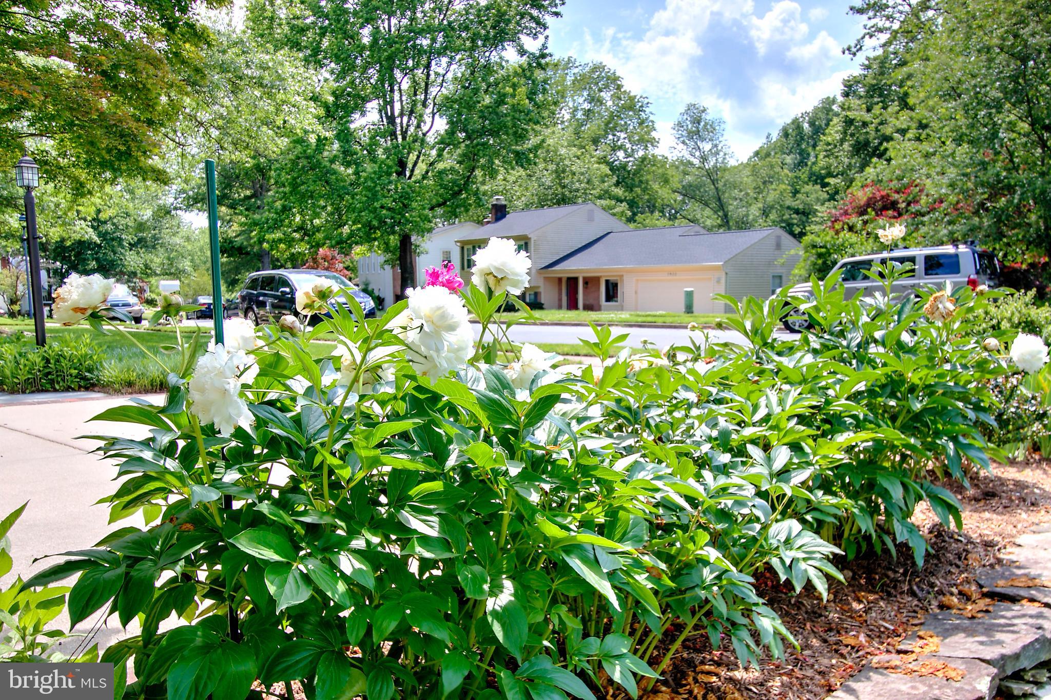 7919 St George Court Springfield, VA 22153 - Photo 40 of 51 Gorgeous Landscaping!