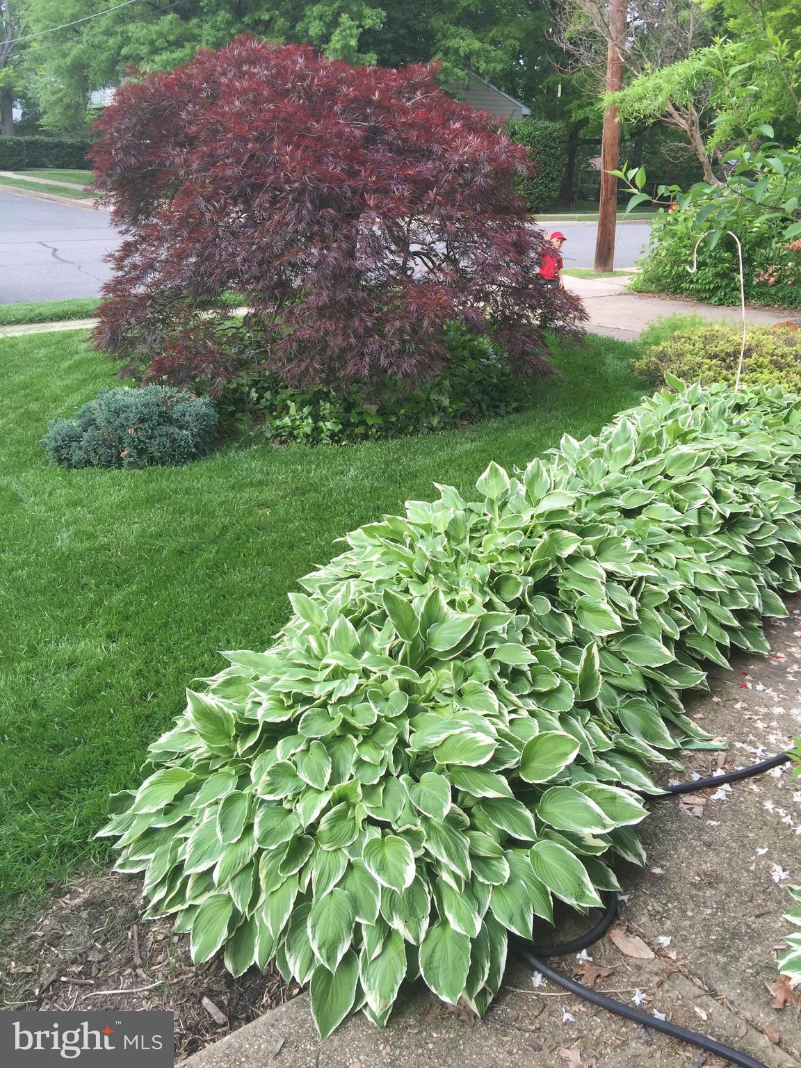 10021 Ranger Road Fairfax, VA 22030 - Photo 2 of 30 Plantings and foliage abound at 10021 Ranger Rd!