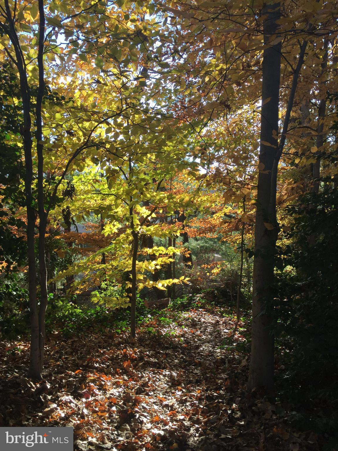 10021 Ranger Road Fairfax, VA 22030 - Photo 28 of 30 enjoy the private rear yard