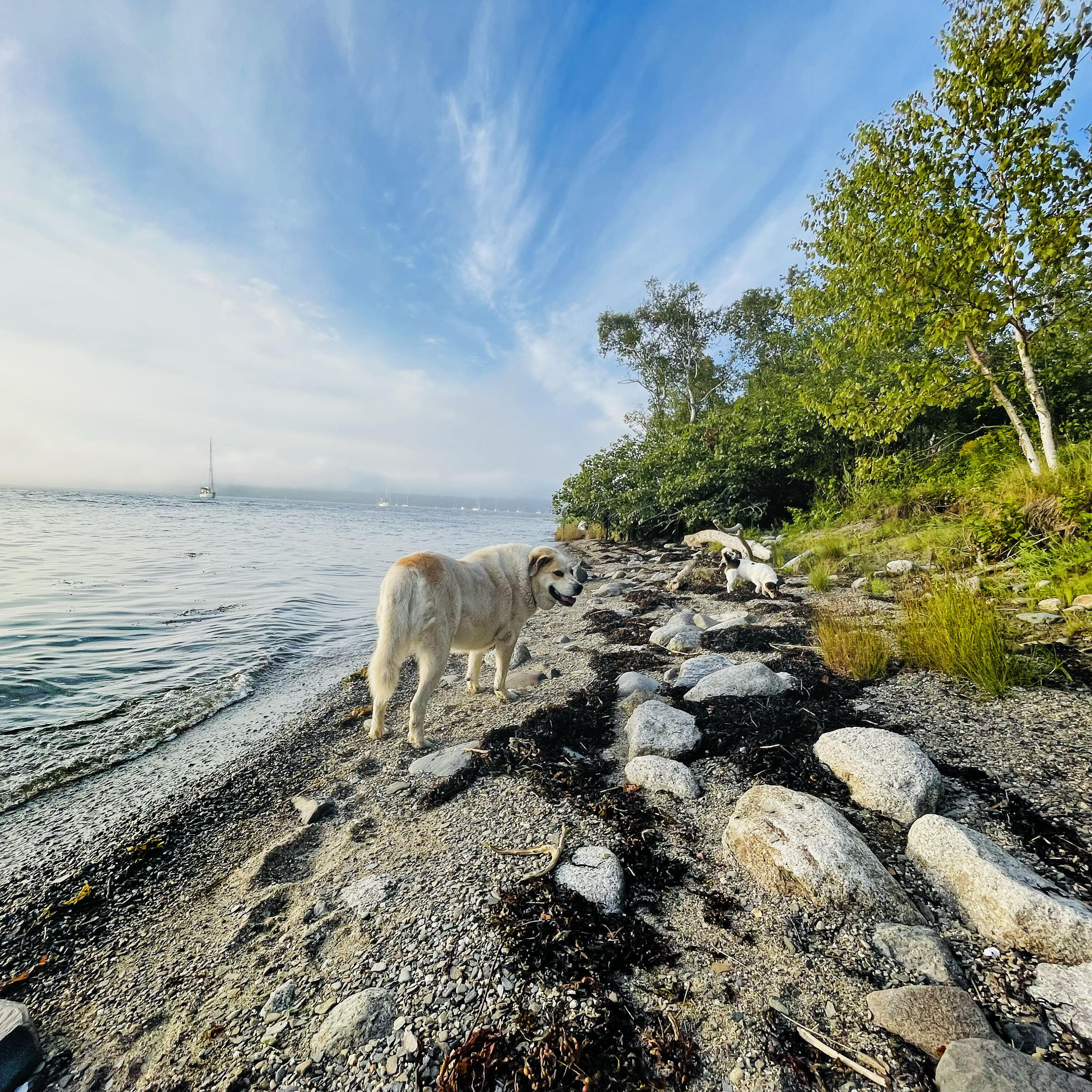 531 Cape Jellison Road Stockton Springs, ME 04981 - Photo 16 of 18 Dog