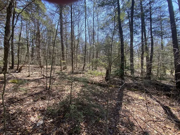 a view of a forest with trees