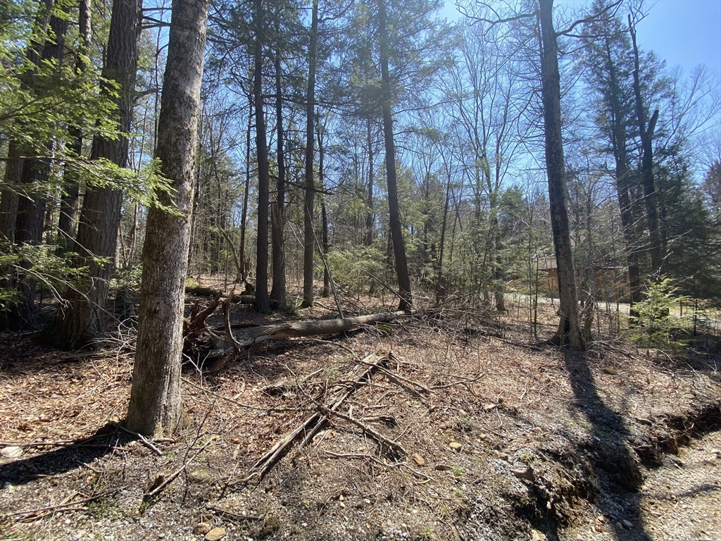 Lot 43 South Village Road Tolland, MA 01034 - Photo 3 of 7 a view of a forest with trees