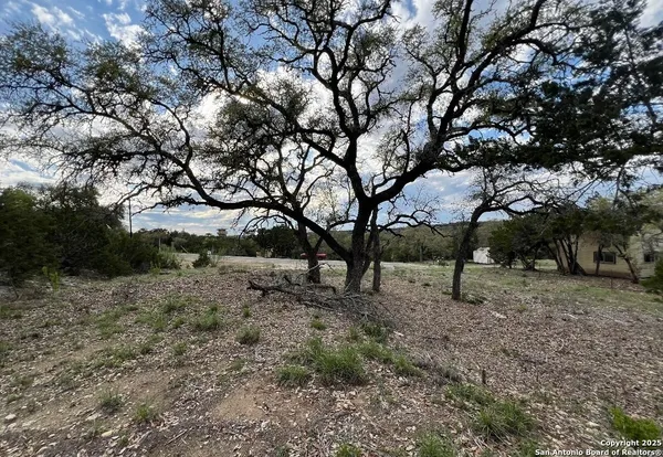 a view of some trees in a forest