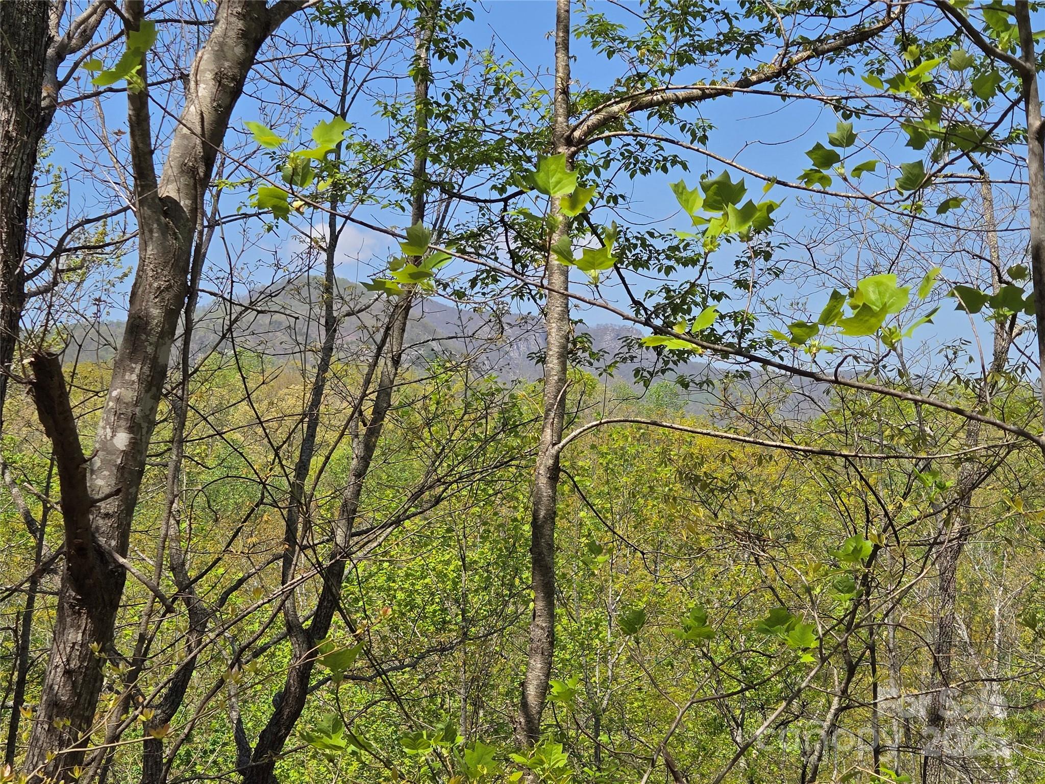 Lot 35 High Rock Ridge Lake Lure, NC 28746 - Photo 11 of 23 a view of a tree with flower plant