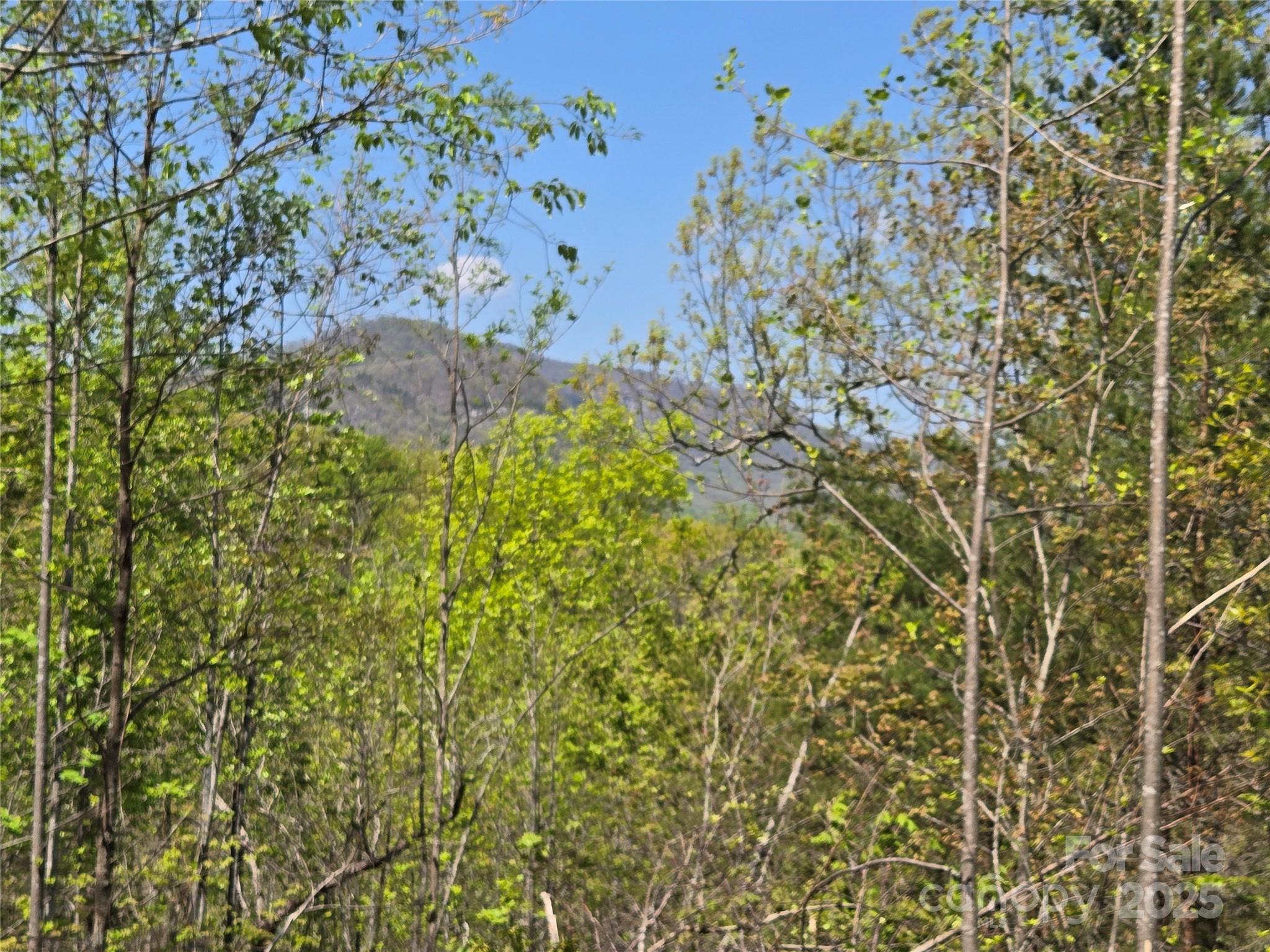 Lot 35 High Rock Ridge Lake Lure, NC 28746 - Photo 3 of 23 a view of a yard with a tree