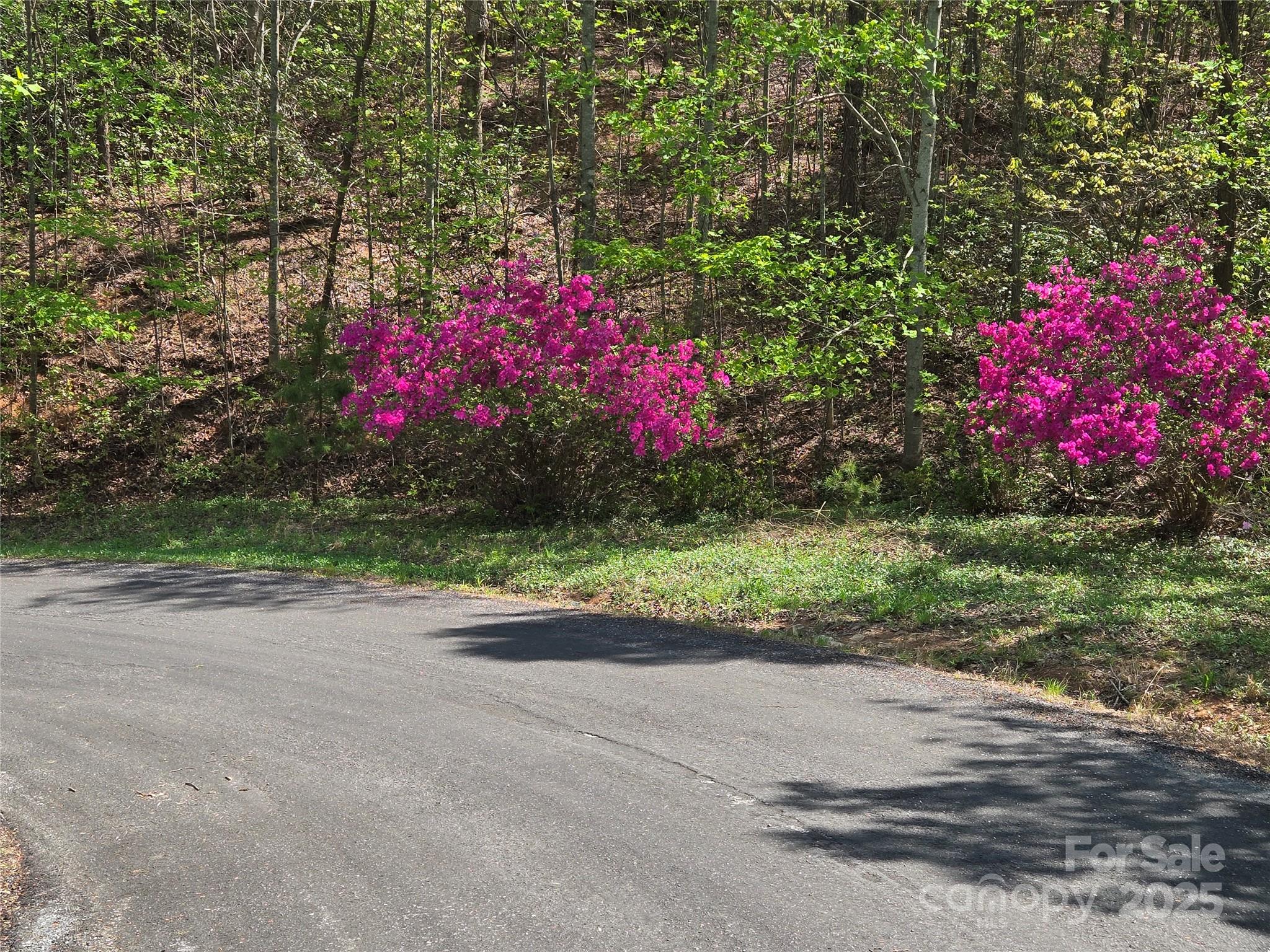 Lot 35 High Rock Ridge Lake Lure, NC 28746 - Photo 9 of 23 a small garden covered with tall trees