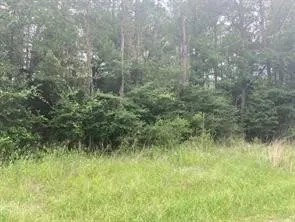 a view of a lush green forest