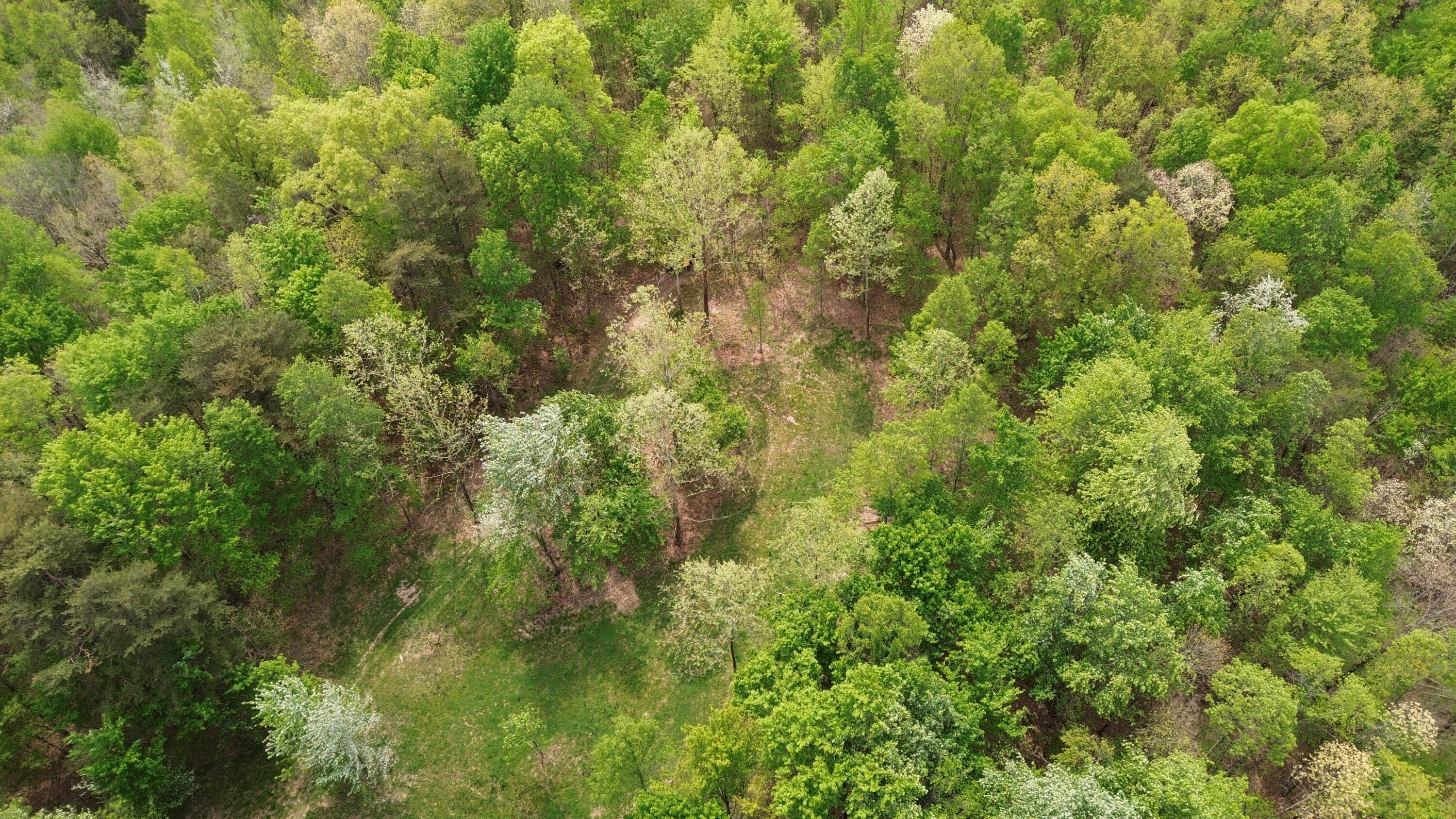 1271 A Tunnel Ridge Road Grayson, KY 41143 - Photo 53 of 134 Trees