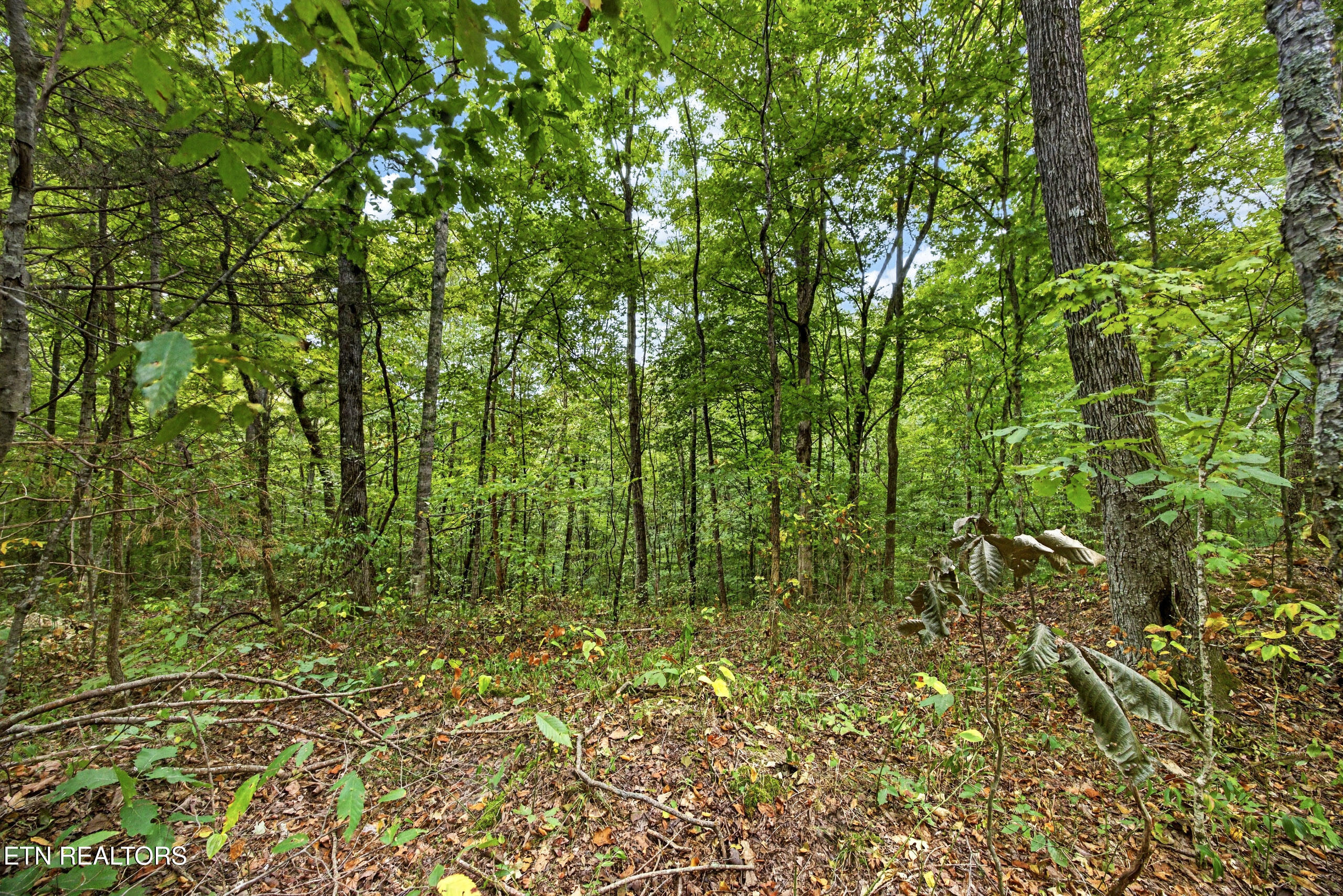 Lot 23 Timber Ridge Lane Celina, TN 38551 - Photo 2 of 12 1-8N5A6513