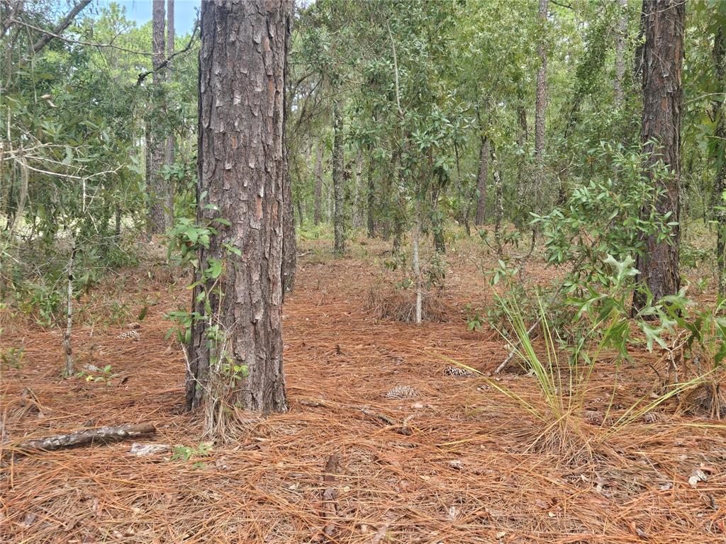 Southwest 76th Lane Dunnellon, FL 34432 - Photo 12 of 14 Gallery Image 12