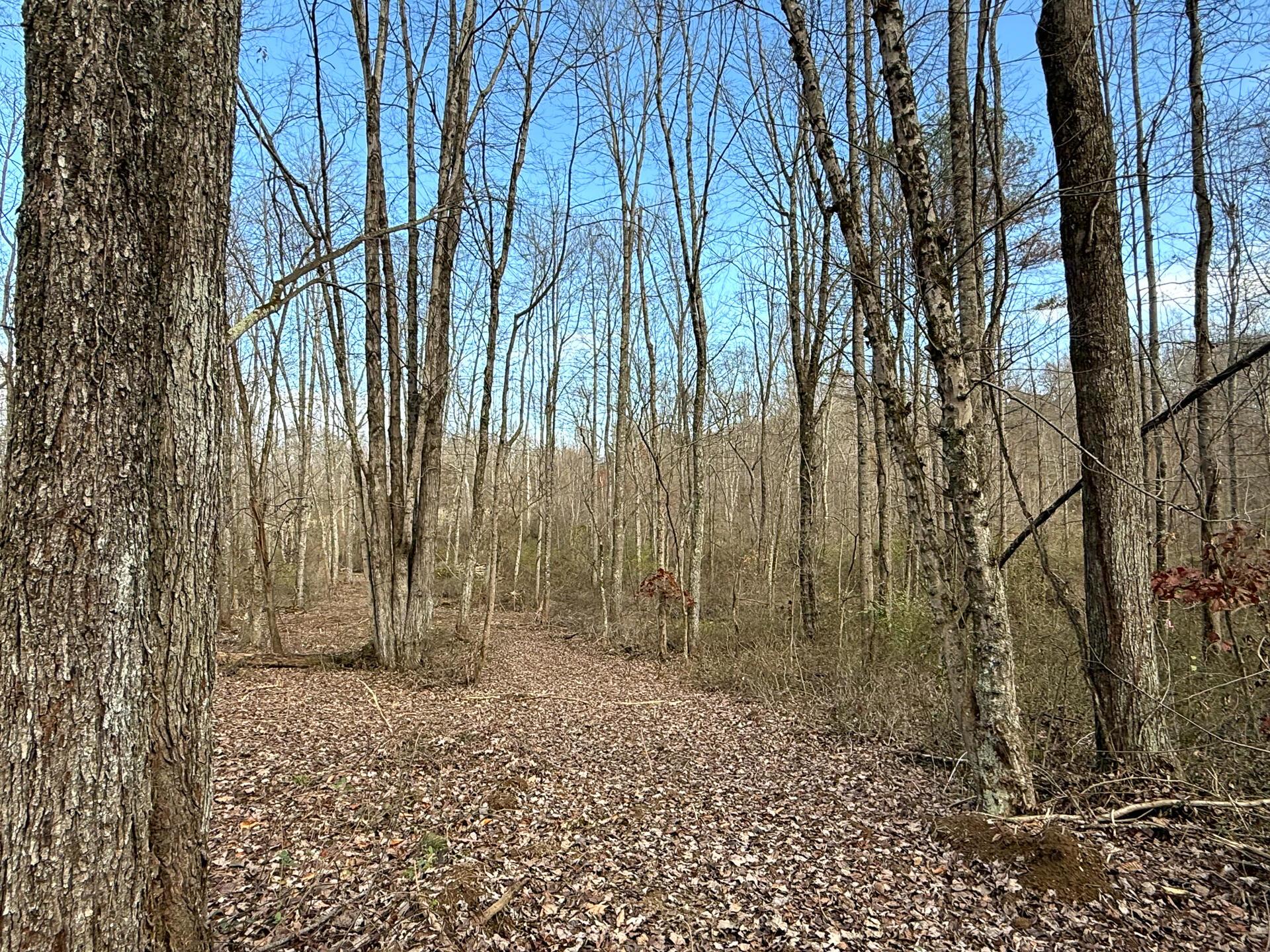 0 Dutch Ridge Road Southeast, Unit WOODS TURKEY RUN TRACT 4) New Lexington, OH 43764 - Photo 5 of 58 CT-5