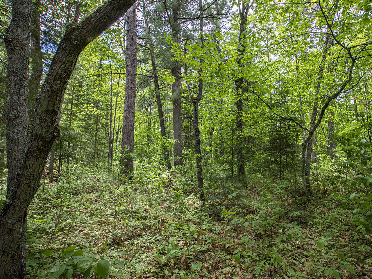 Off Carlson Road Land O'Lakes, WI 54540 - Photo 5 of 15 Gallery Image 5