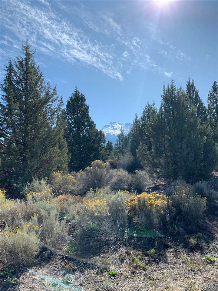 Lot 259 Casper Road Weed, CA 96094 - Photo 9 of 14 Gallery Image 9