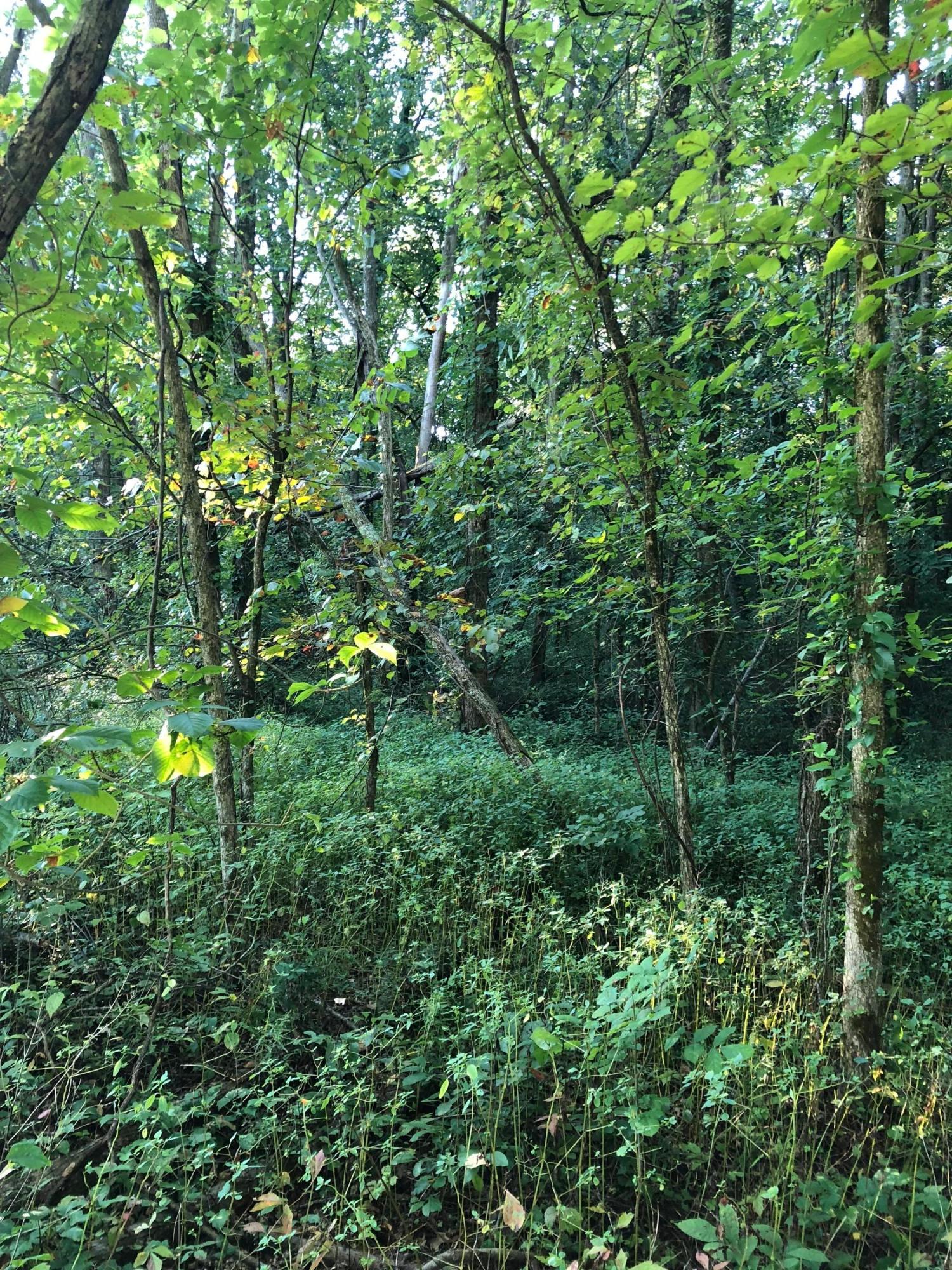 Lot 1 Trenton Road Galena, OH 43021 - Photo 6 of 8 Gallery Image 6