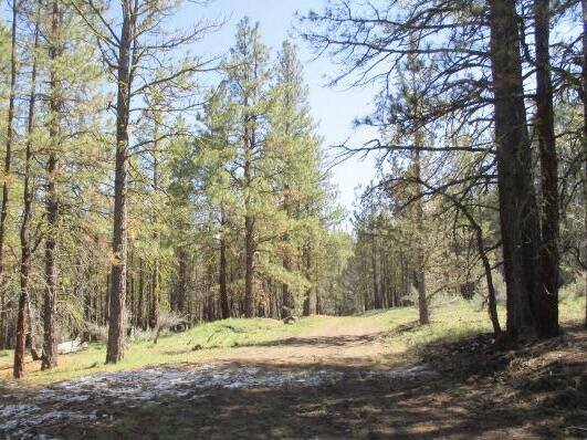 Partin Drive, Unit 23 Beatty, OR 97621 - Photo 2 of 8 a view of a yard with large trees