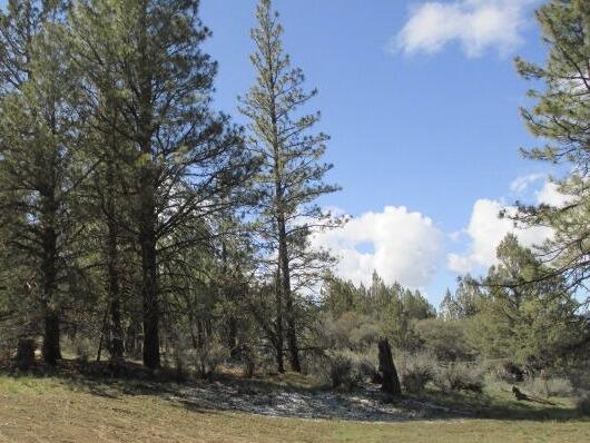 Partin Drive, Unit 23 Beatty, OR 97621 - Photo 3 of 8 a view of a yard with large trees