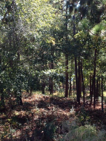 Lot 555 Forest Bluff Road Aiken, SC 29803 - Photo 17 of 18 Gallery Image 17