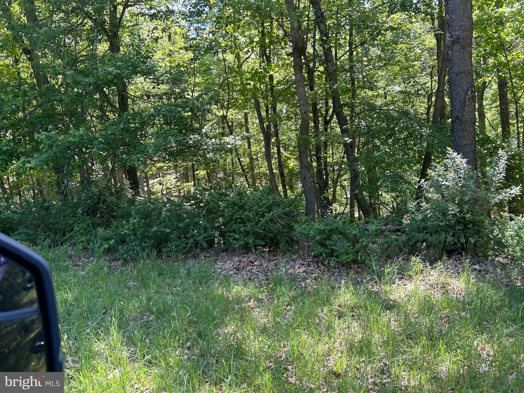 South Timber Ridge Road Cross Junction, VA 22625 - Photo 19 of 32 a view of lush green forest